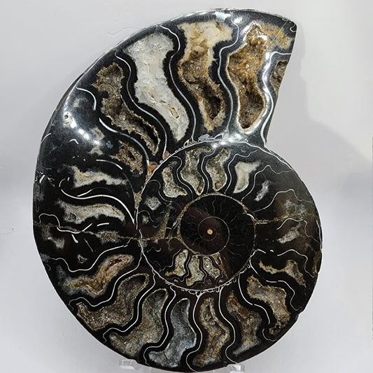 Polished Ammonite from Madagascar