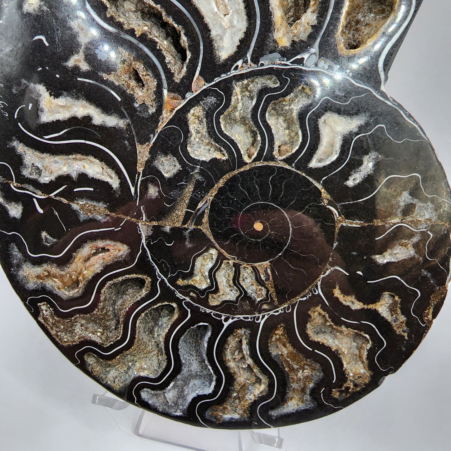 Polished Ammonite from Madagascar