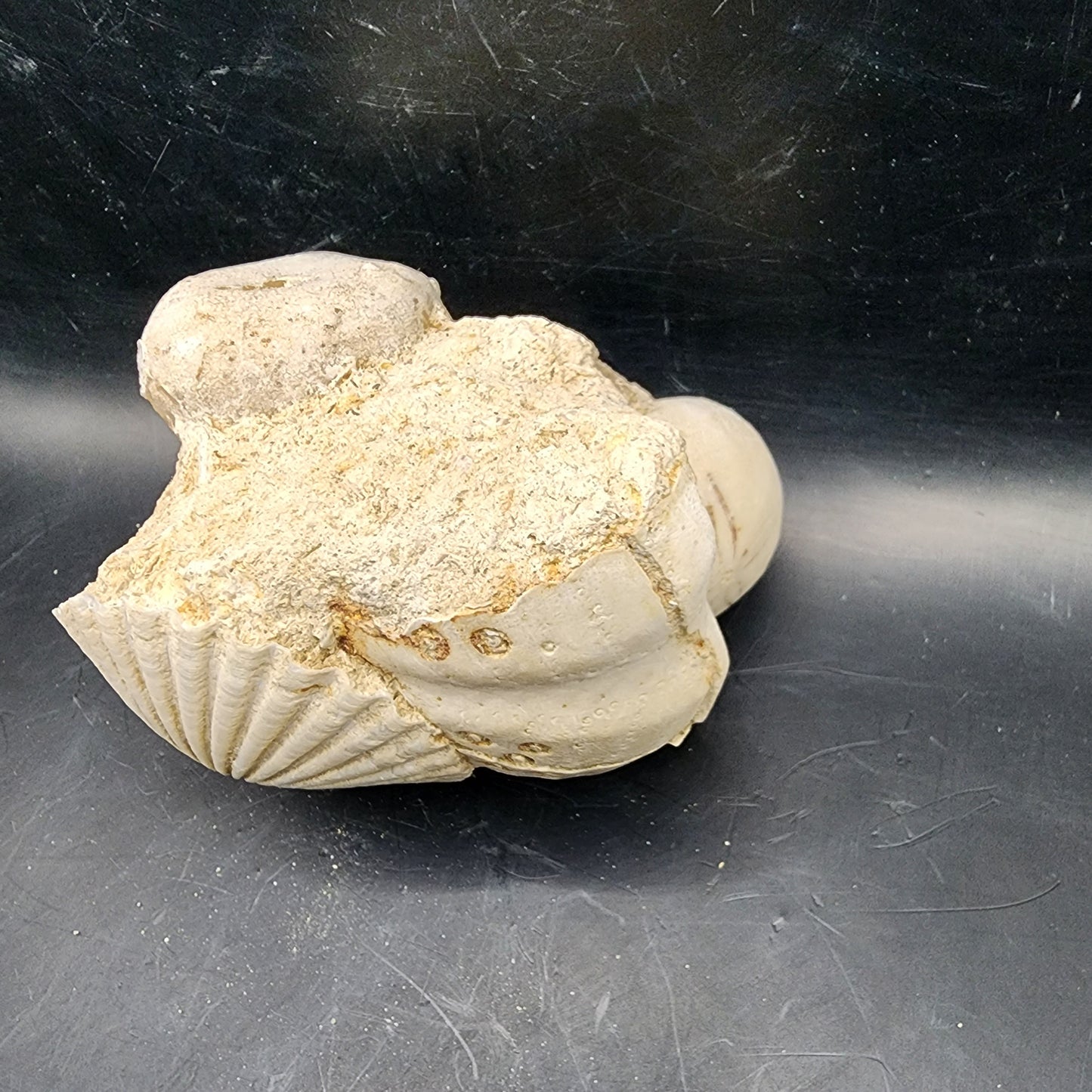 Sea Urchin Cluster