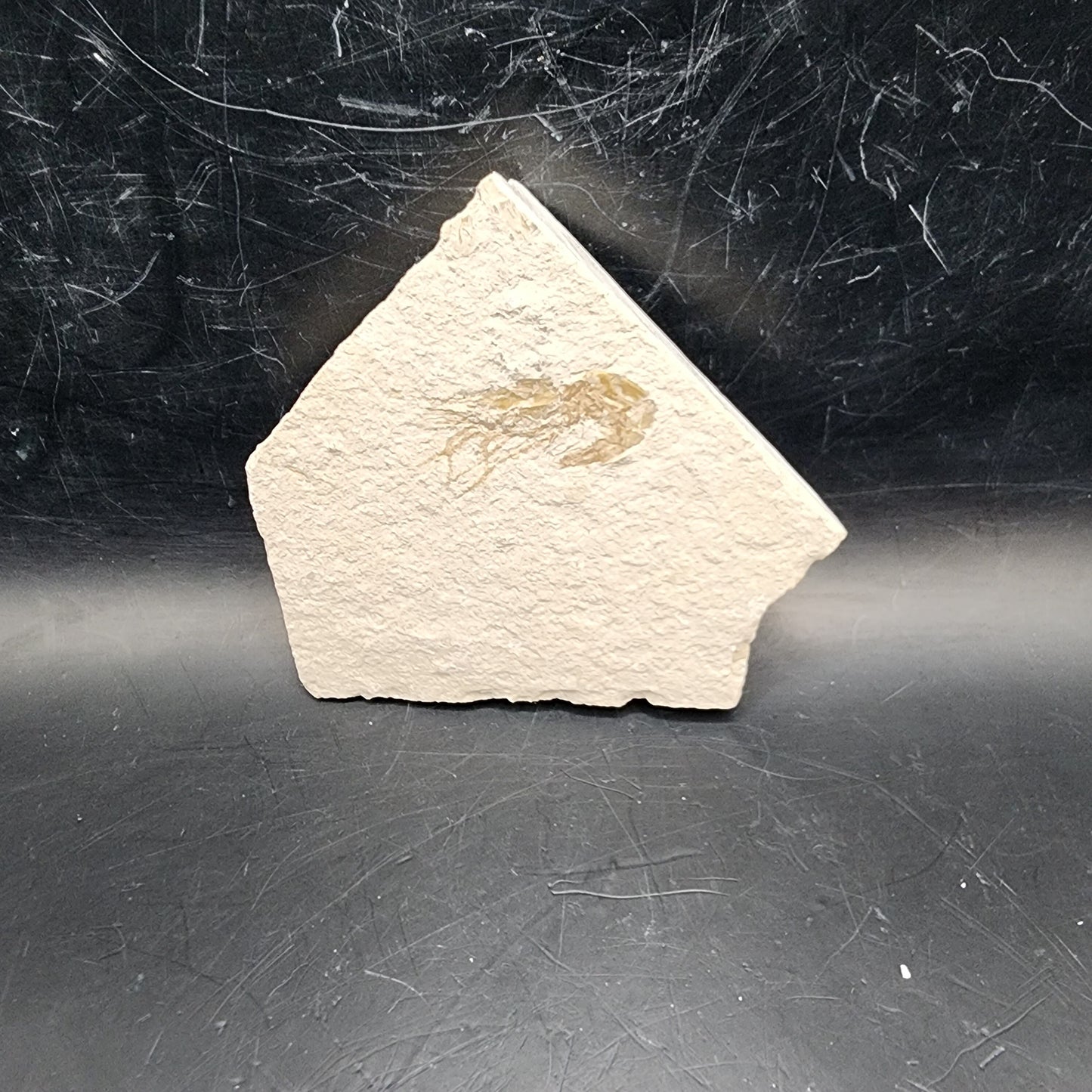 Shrimp Fossil