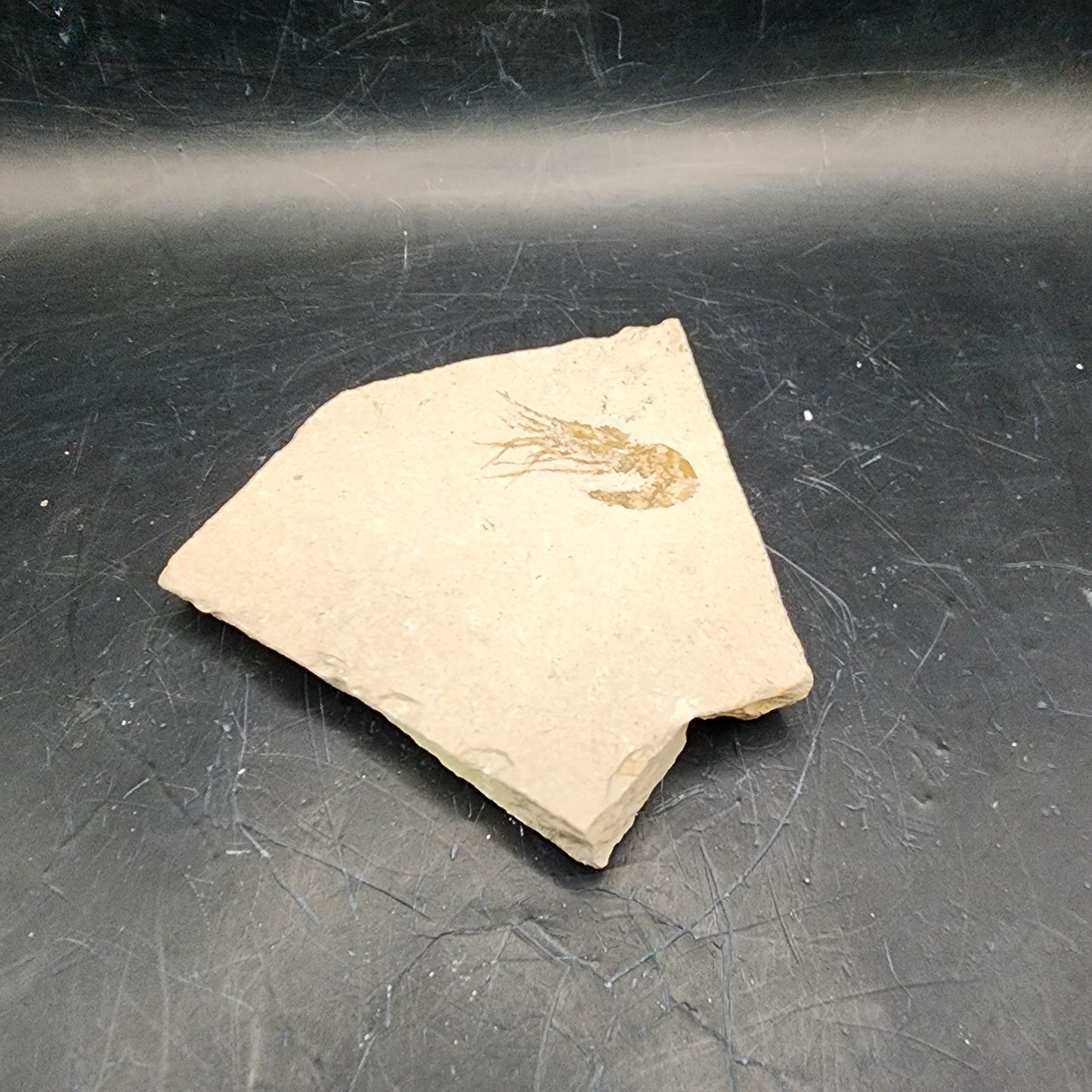 Shrimp Fossil