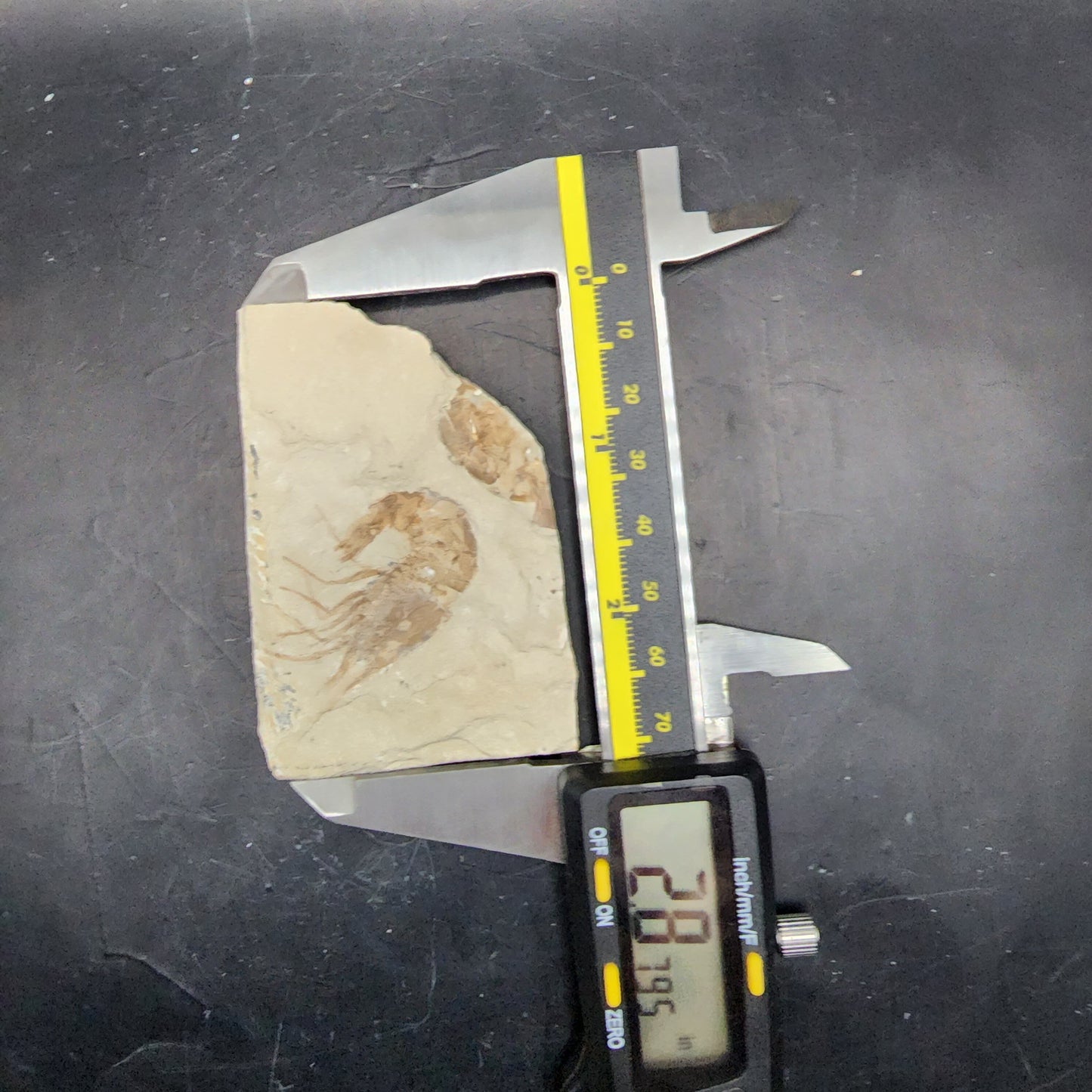 Juxtaposed Shrimp Fossil
