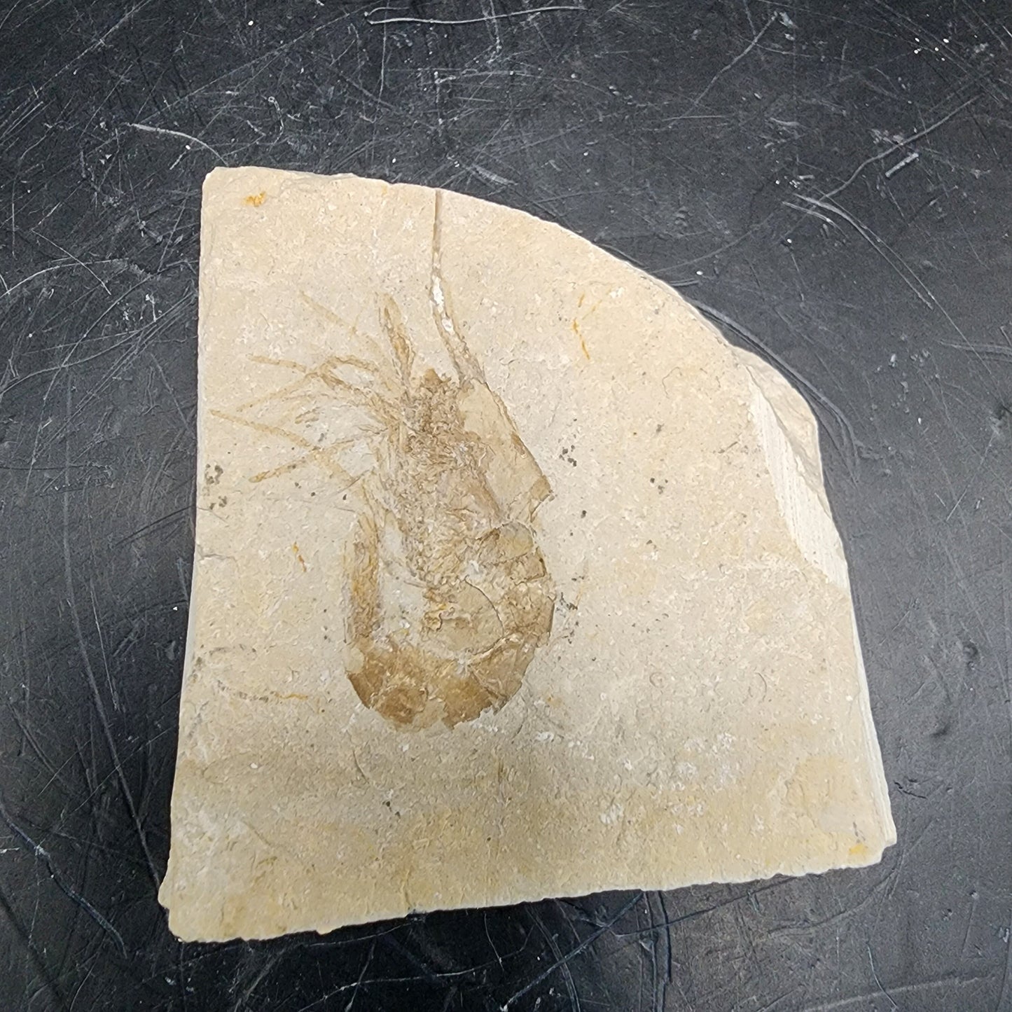 Well-Preserved Shrimp Fossil