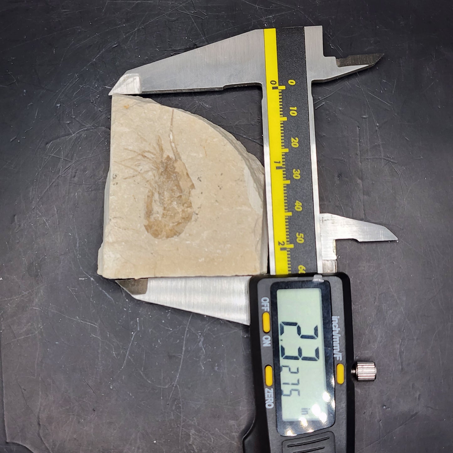 Well-Preserved Shrimp Fossil