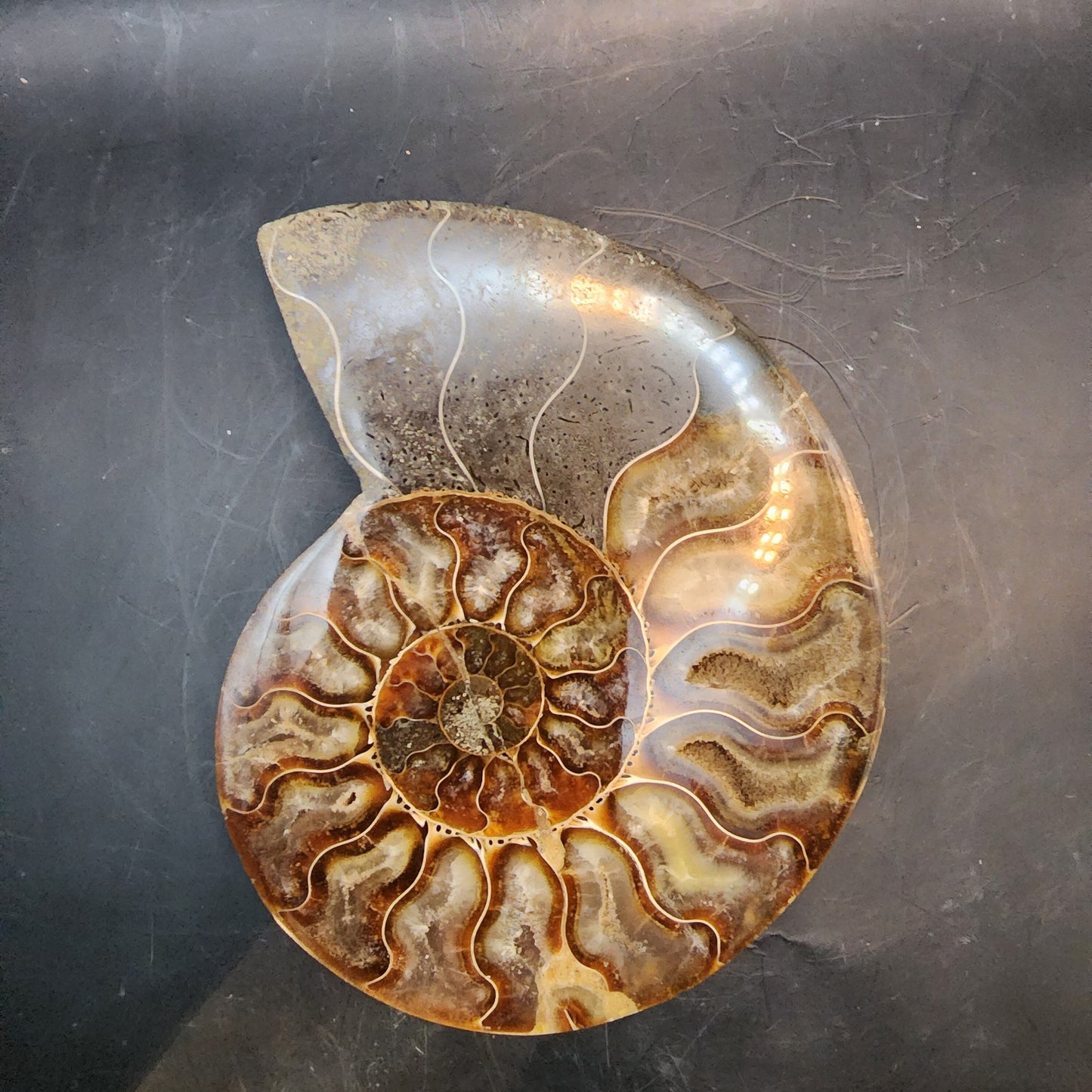Premium Polished Ammonite