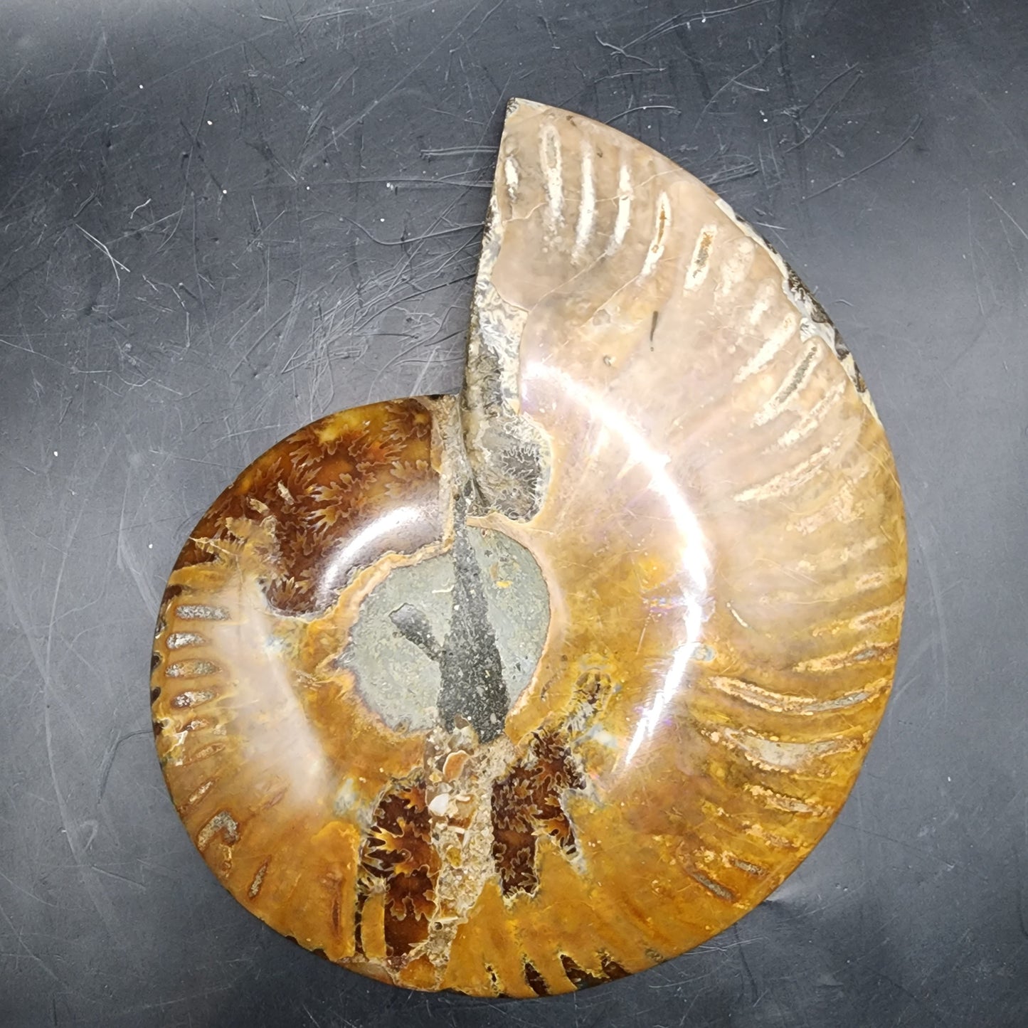 Premium Polished Ammonite