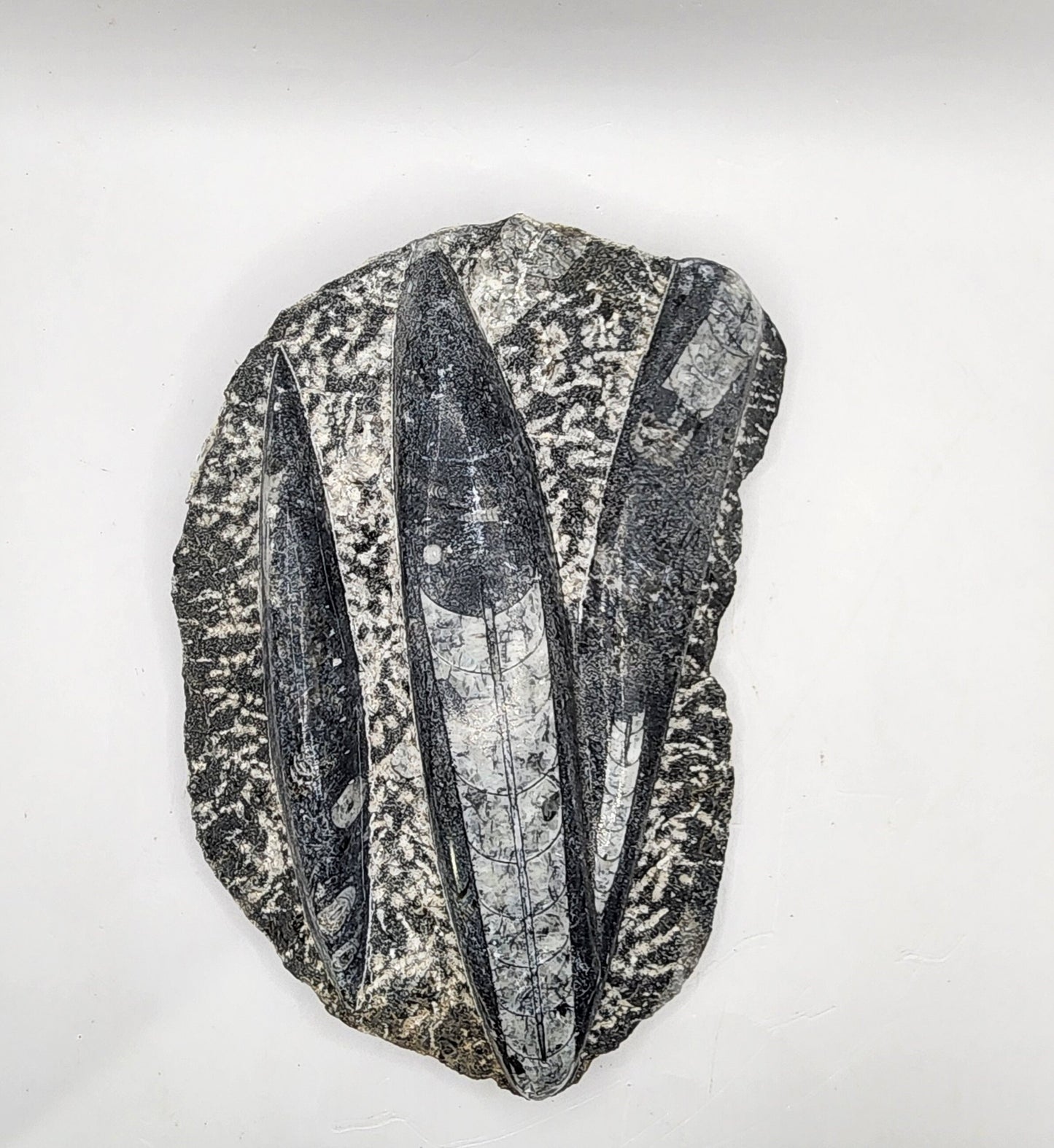 Aged Orthoceras Fossil