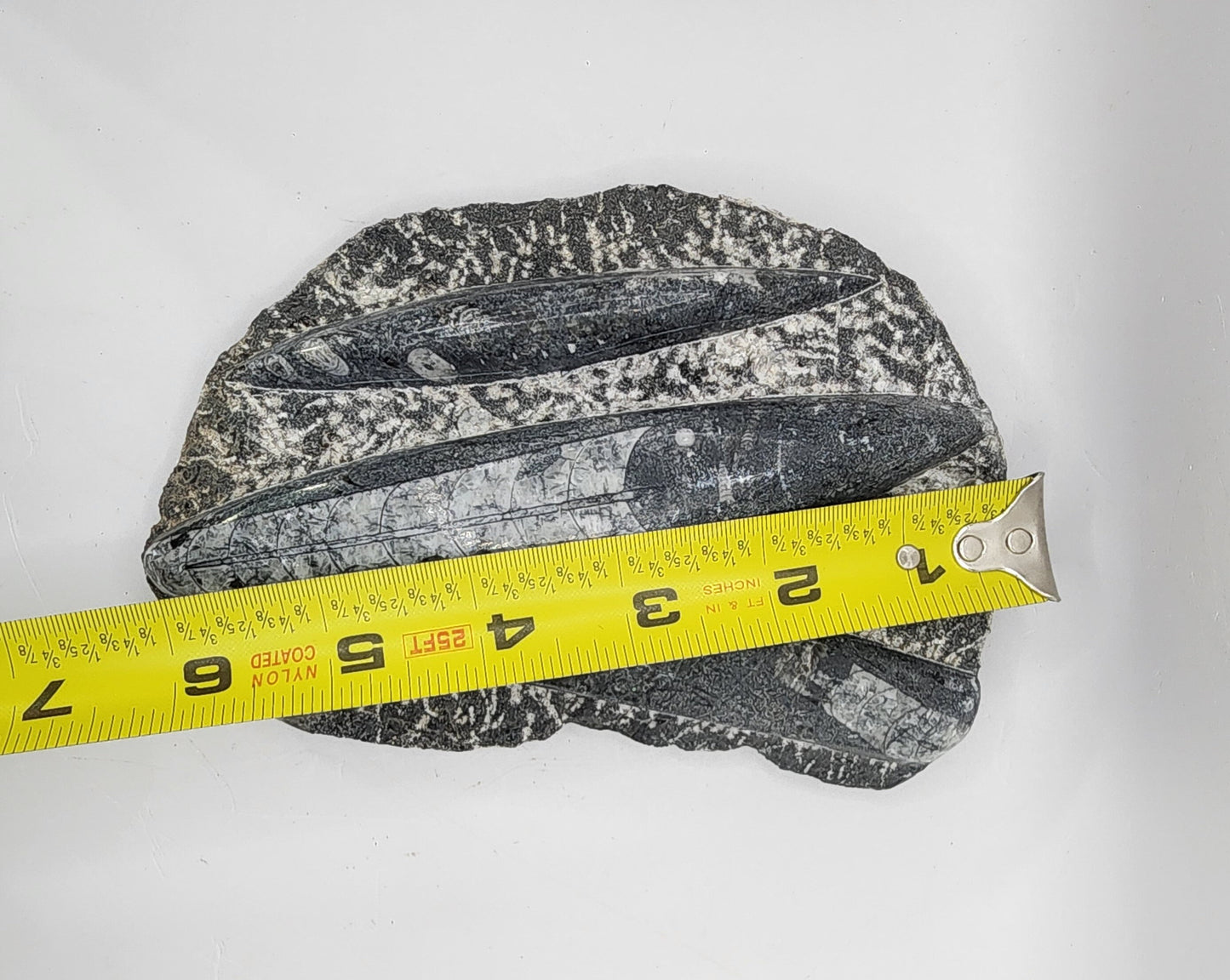 Aged Orthoceras Fossil