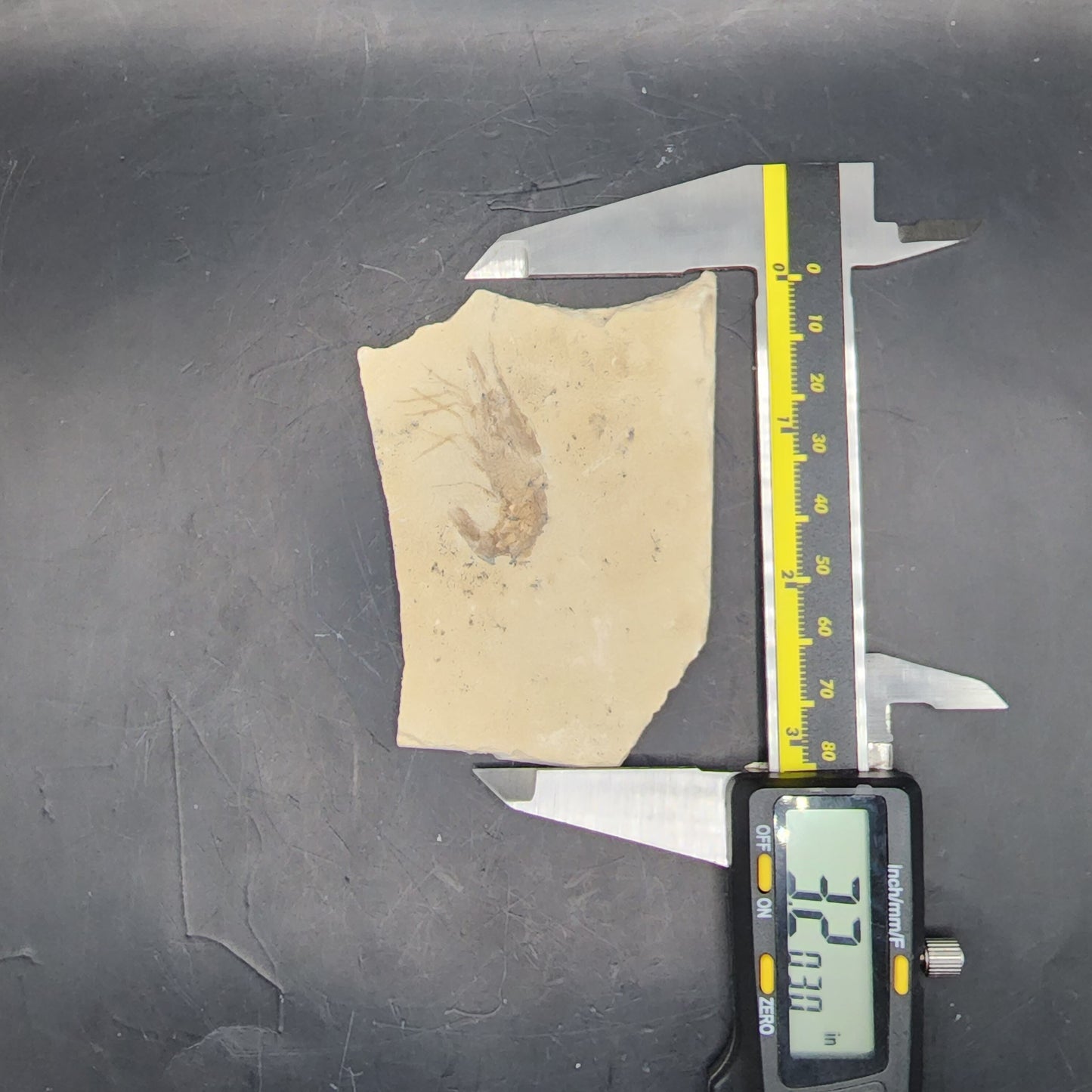 Lebanese Shrimp Fossil