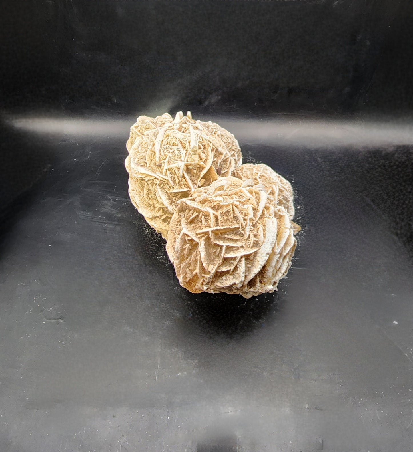 Beautiful Desert Rose Cluster