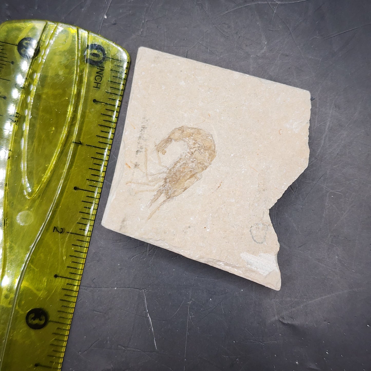 Fossilized Shrimp (Carpopenaeus)