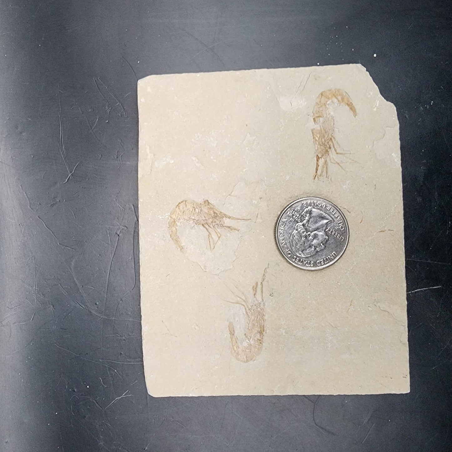 Triple Shrimp!