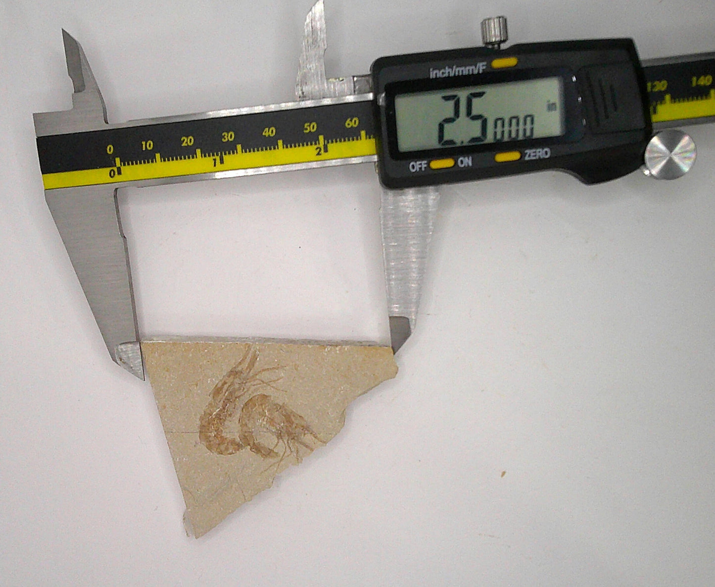 Fun Double Shrimp Fossil