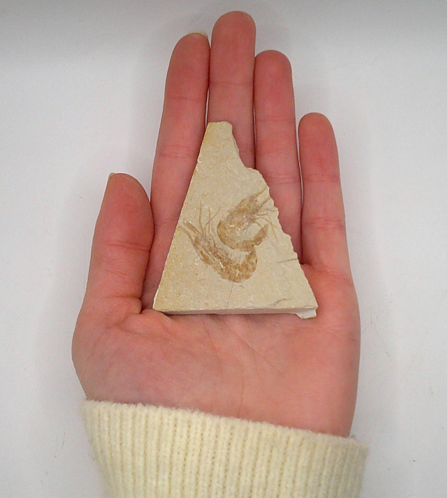 Fun Double Shrimp Fossil
