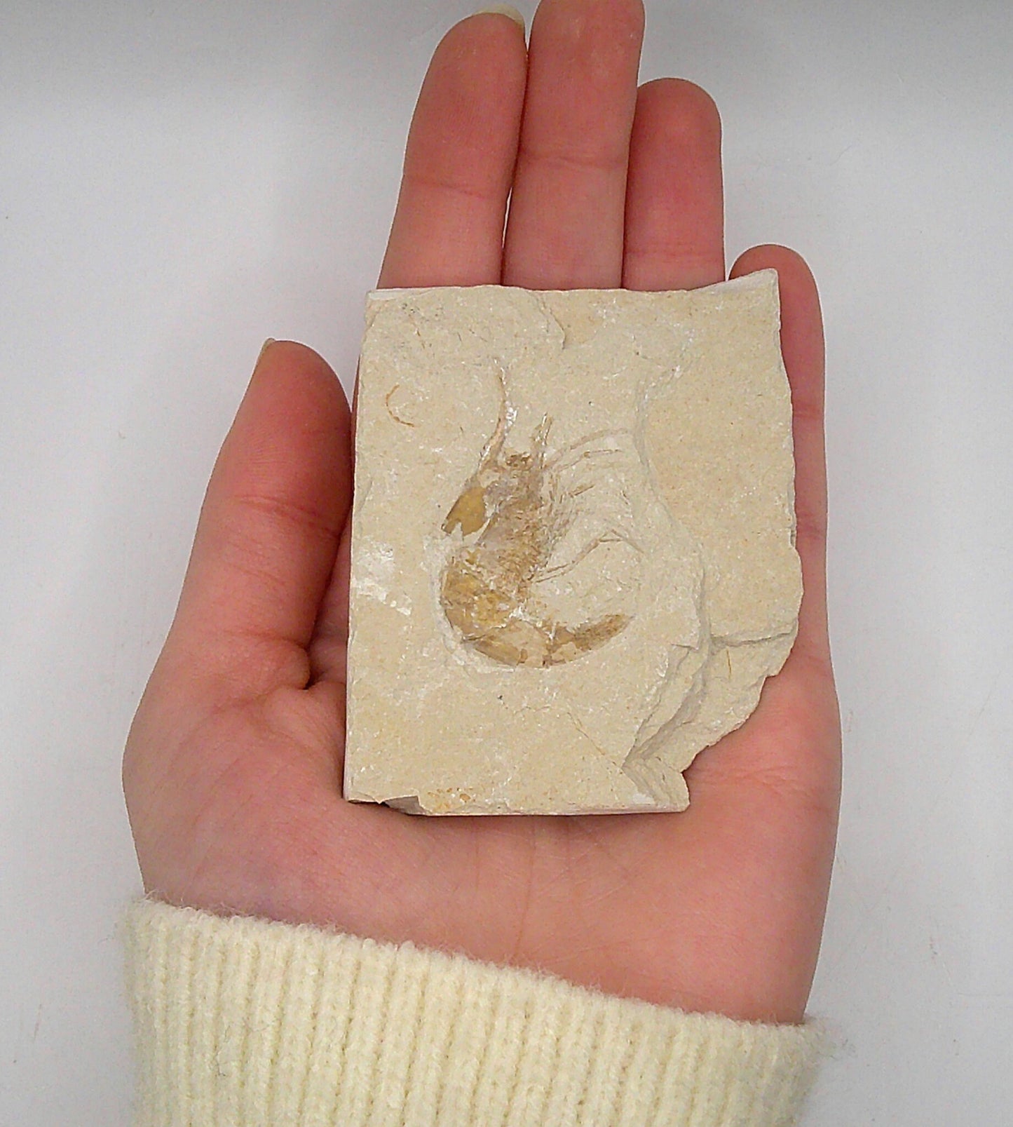 Shrimp Fossil from Lebanon