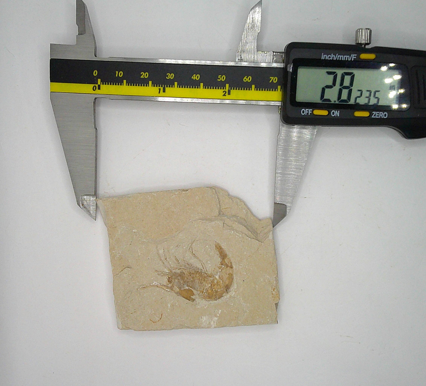 Shrimp Fossil from Lebanon