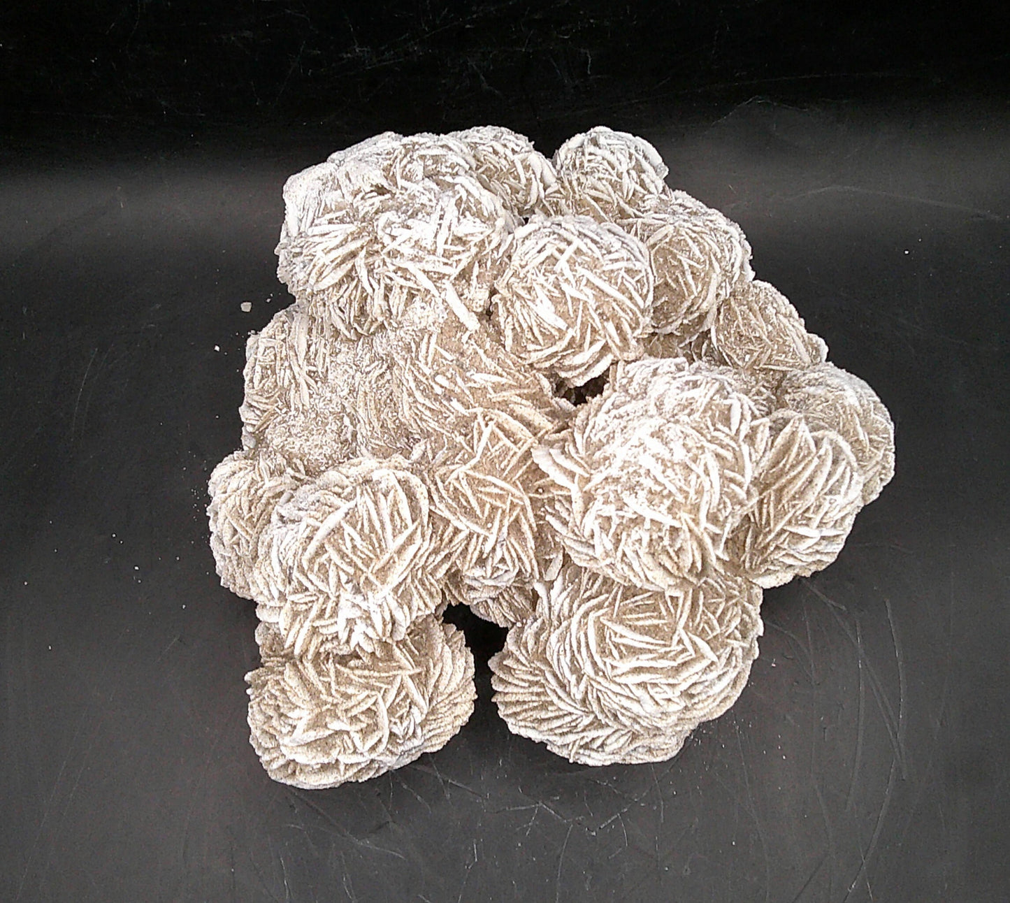 Decorative Desert Rose