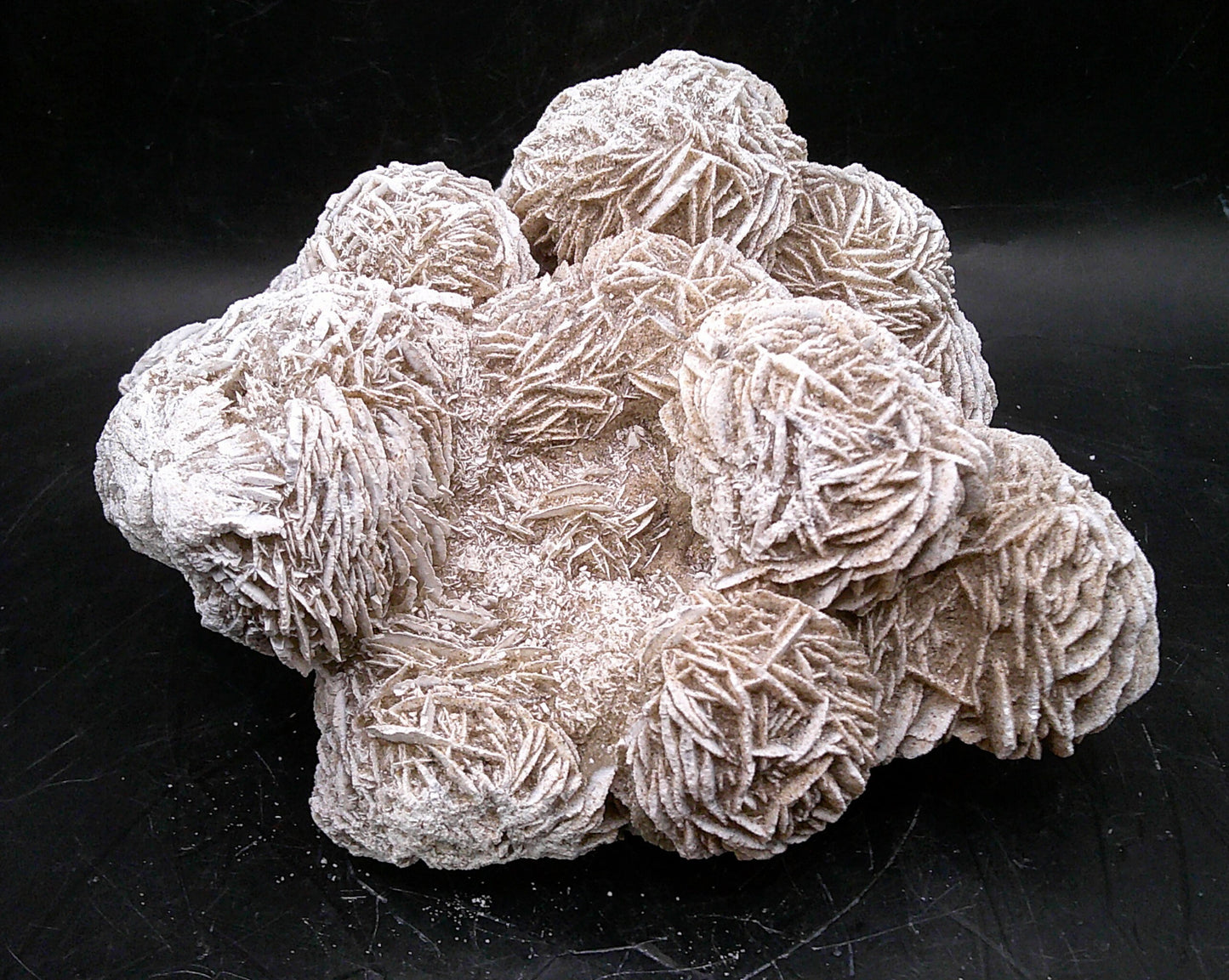 Decorative Desert Rose