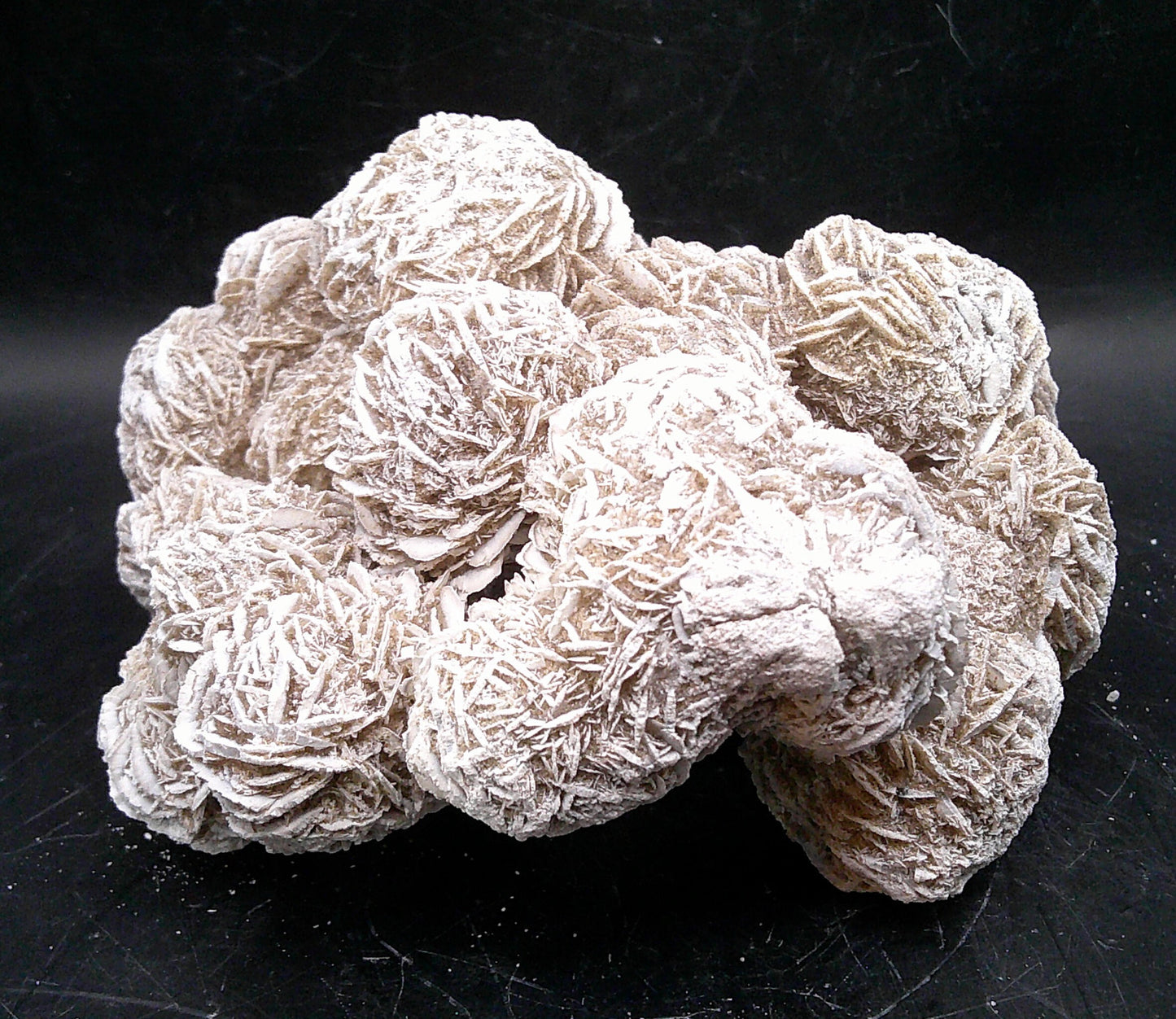 Decorative Desert Rose