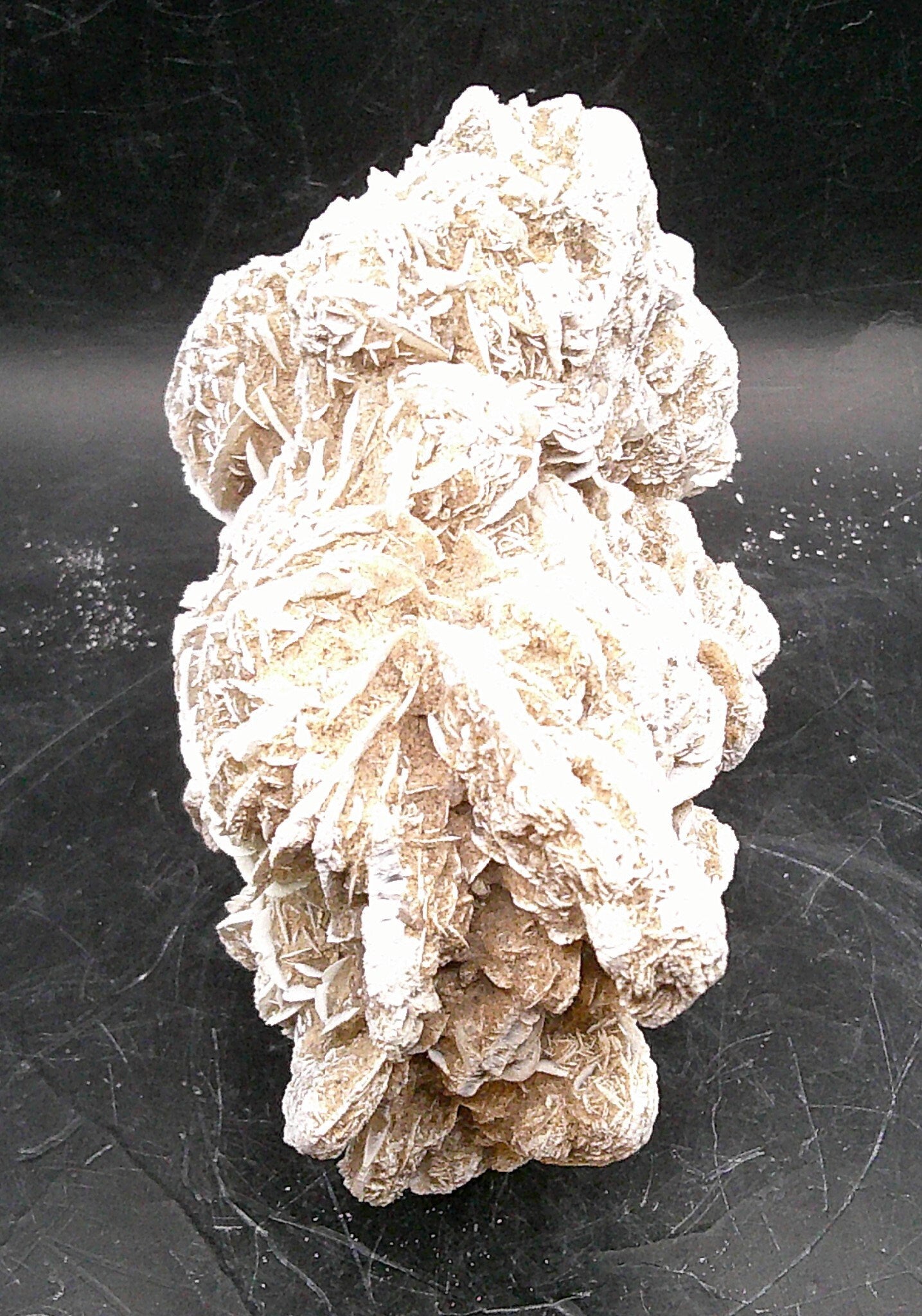 Delightful Desert Rose