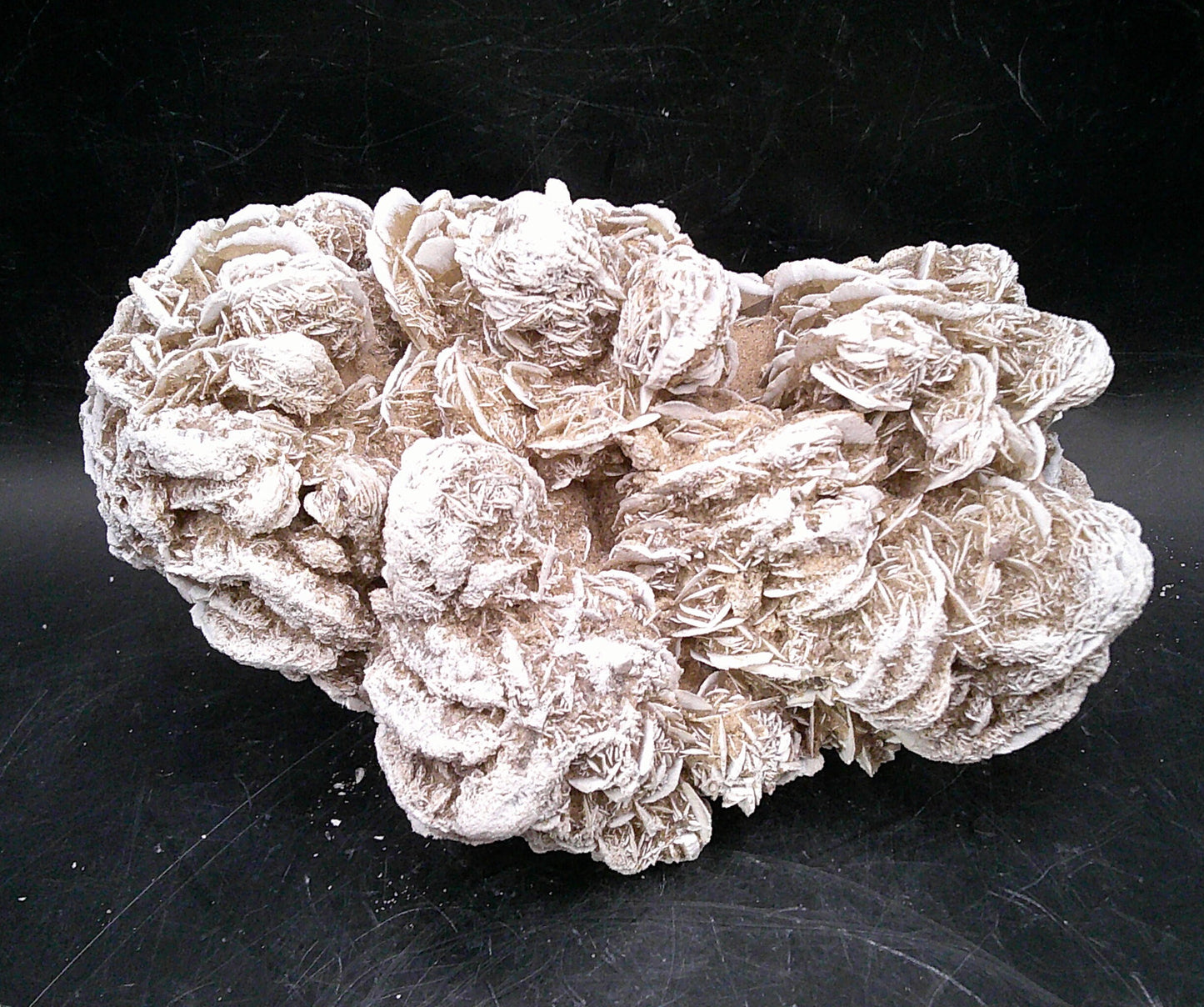 Delightful Desert Rose