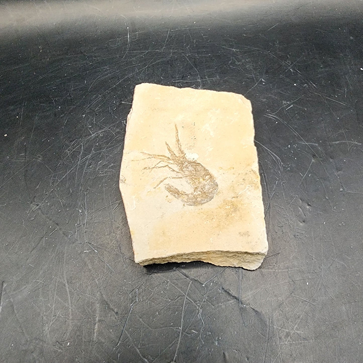 Striking Shrimp Fossil