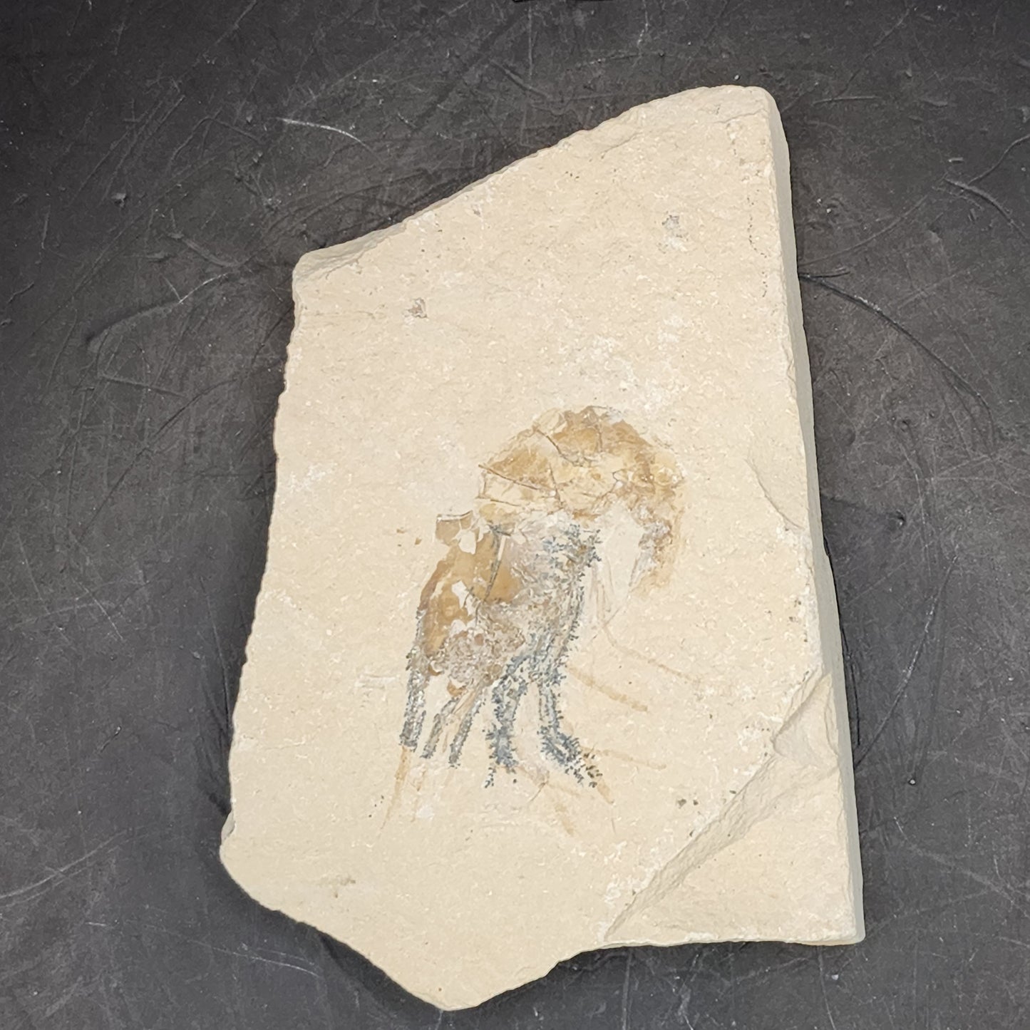 Detailed Solitary Shrimp Fossil