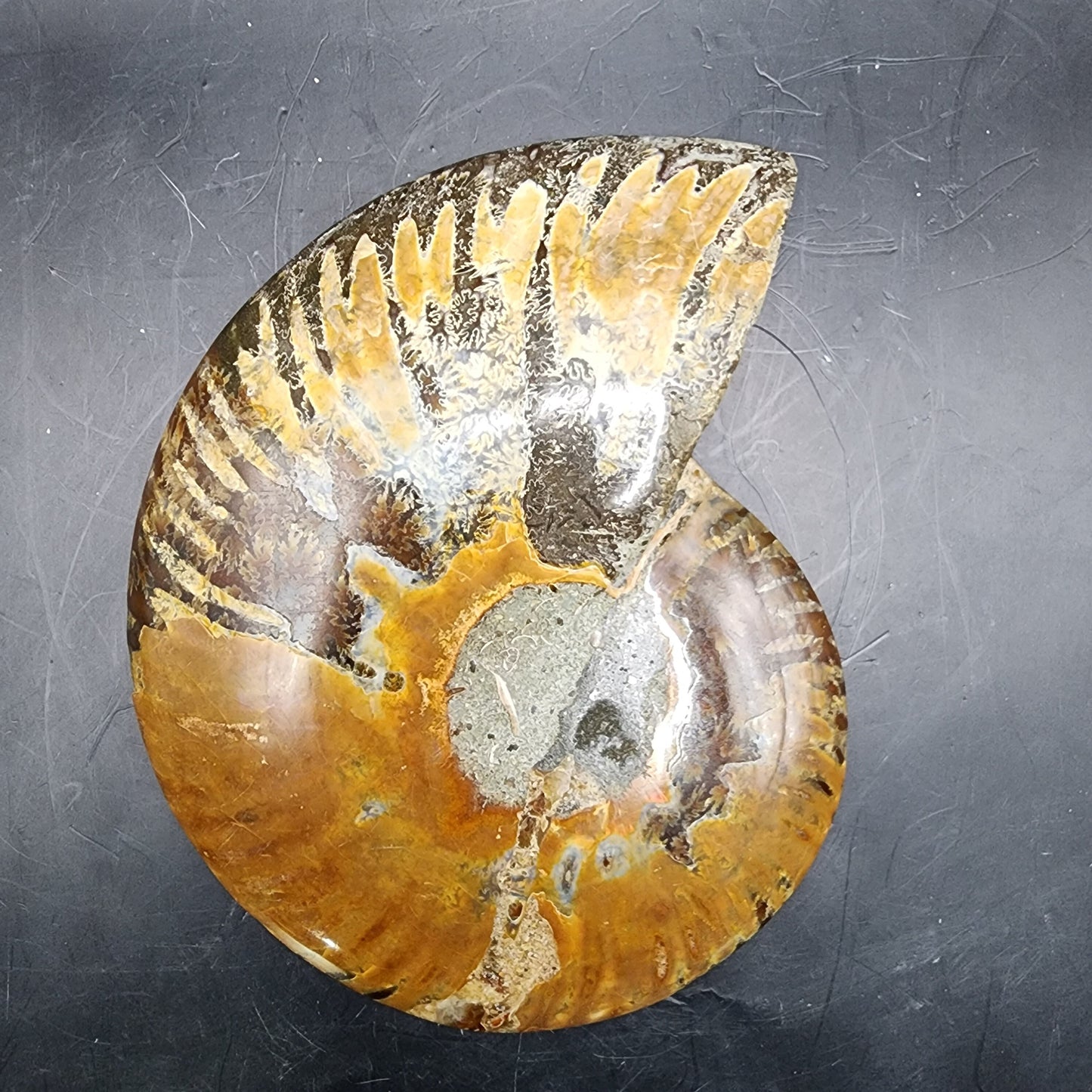 Premium Polished Ammonite