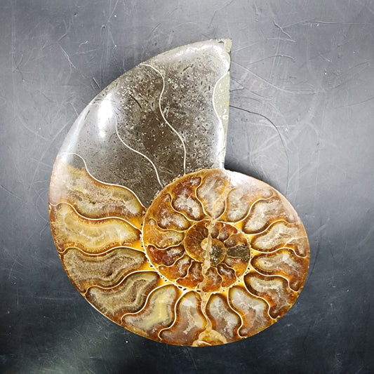 Premium Polished Ammonite