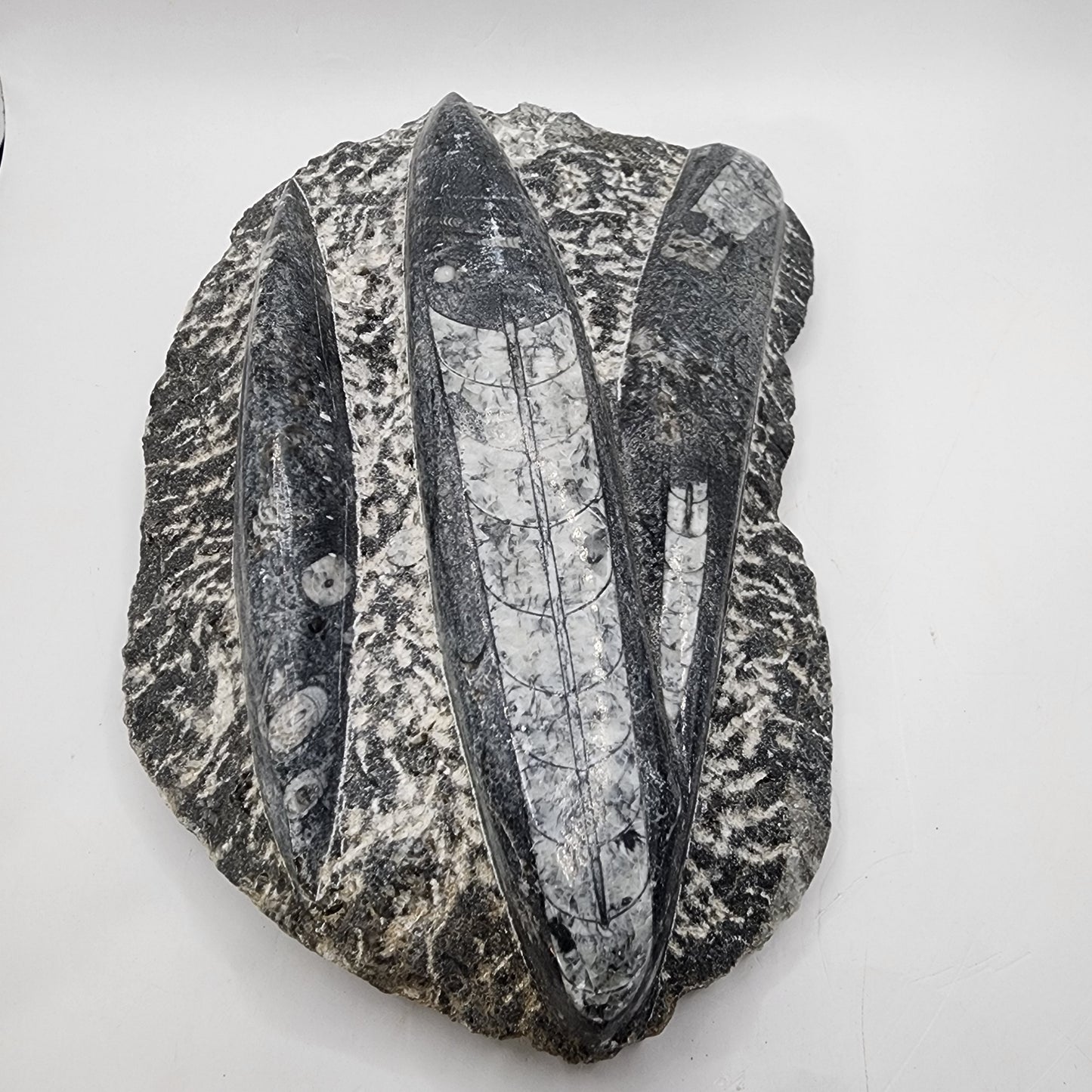 Aged Orthoceras Fossil