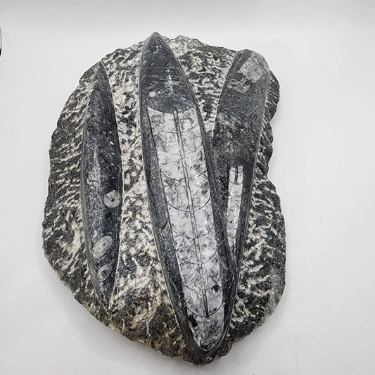 Aged Orthoceras Fossil