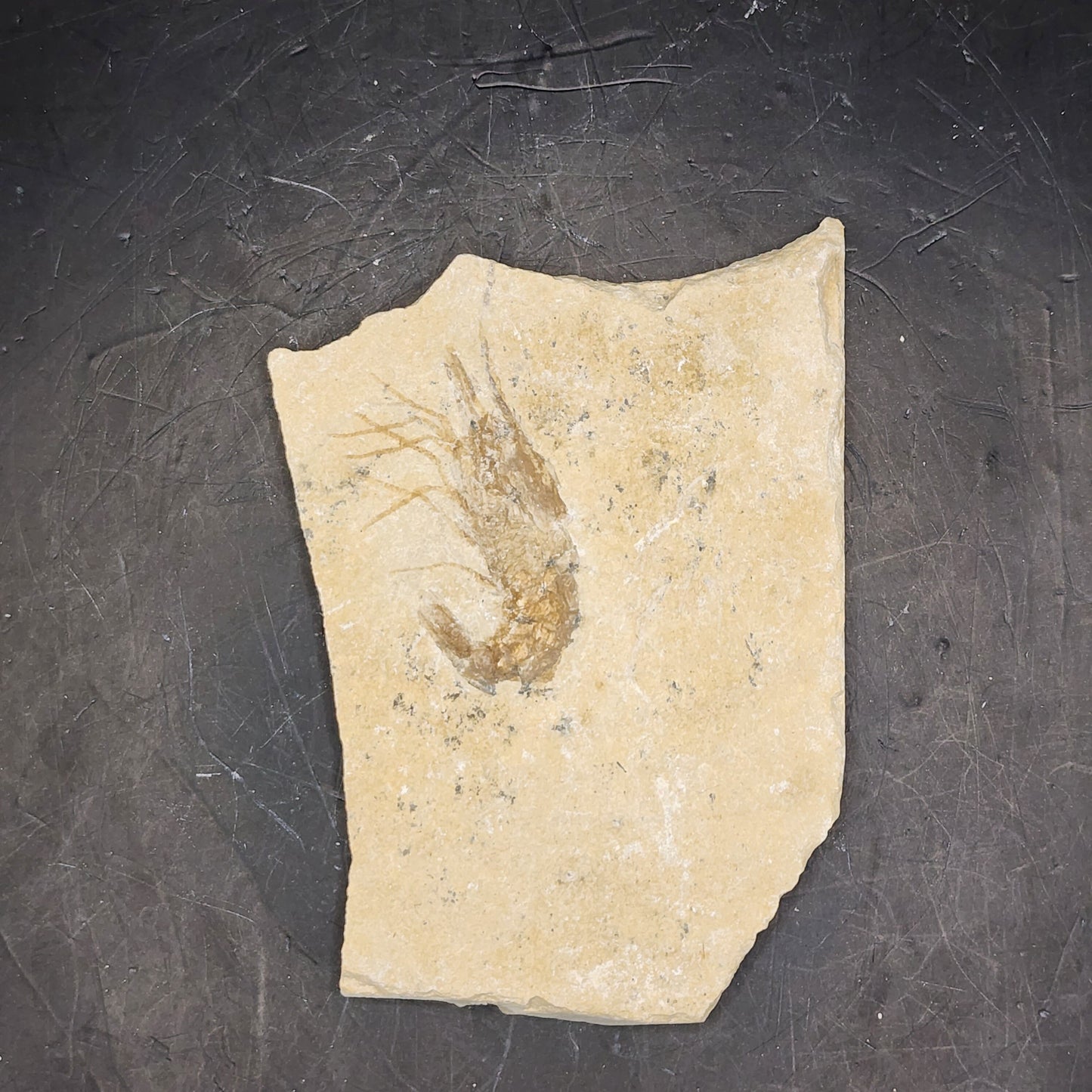 Lebanese Shrimp Fossil