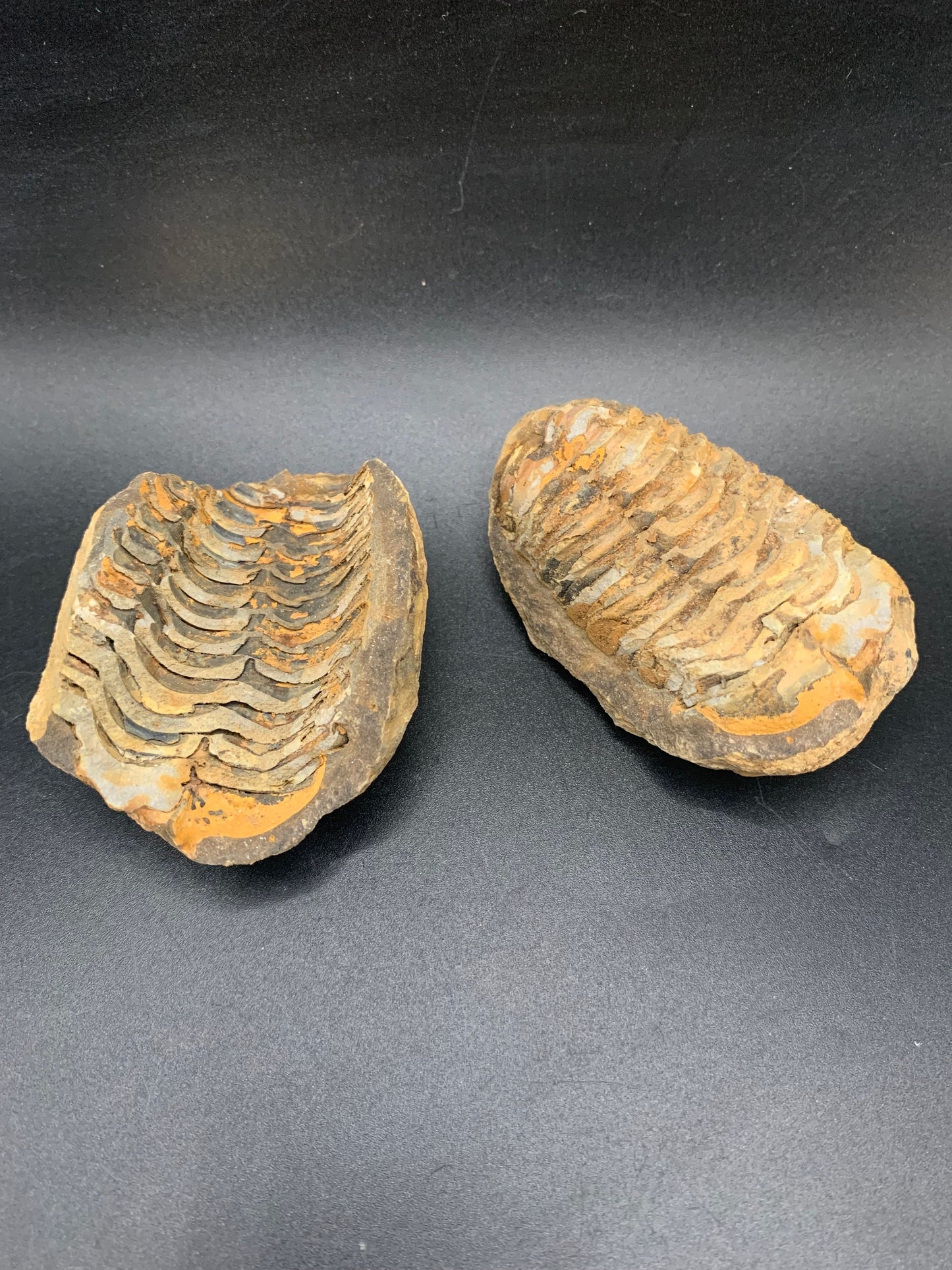 Flexycalymene Trilobite Nodule