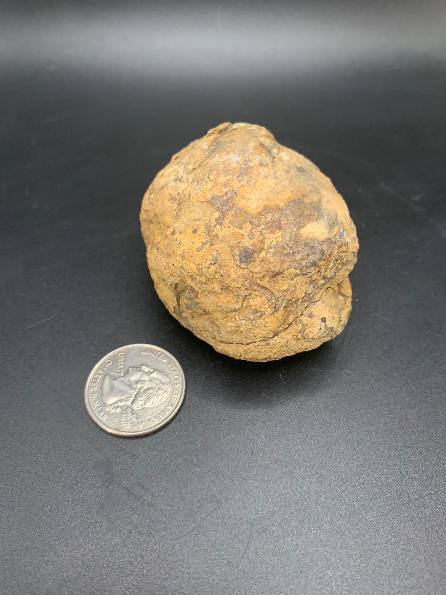 Flexycalymene Trilobite Nodule