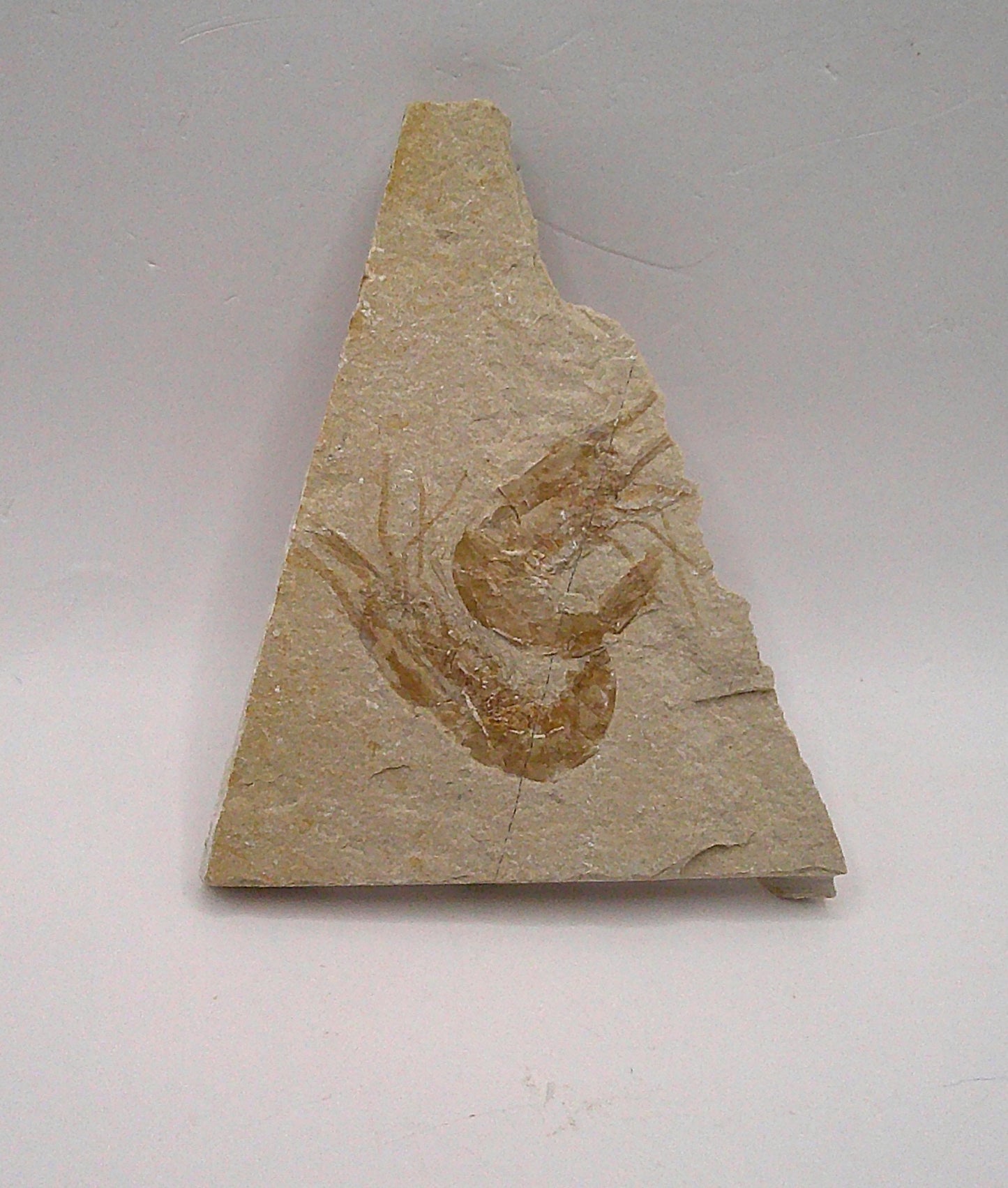 Fun Double Shrimp Fossil