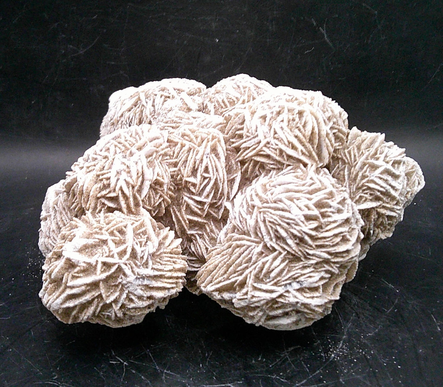 Decorative Desert Rose