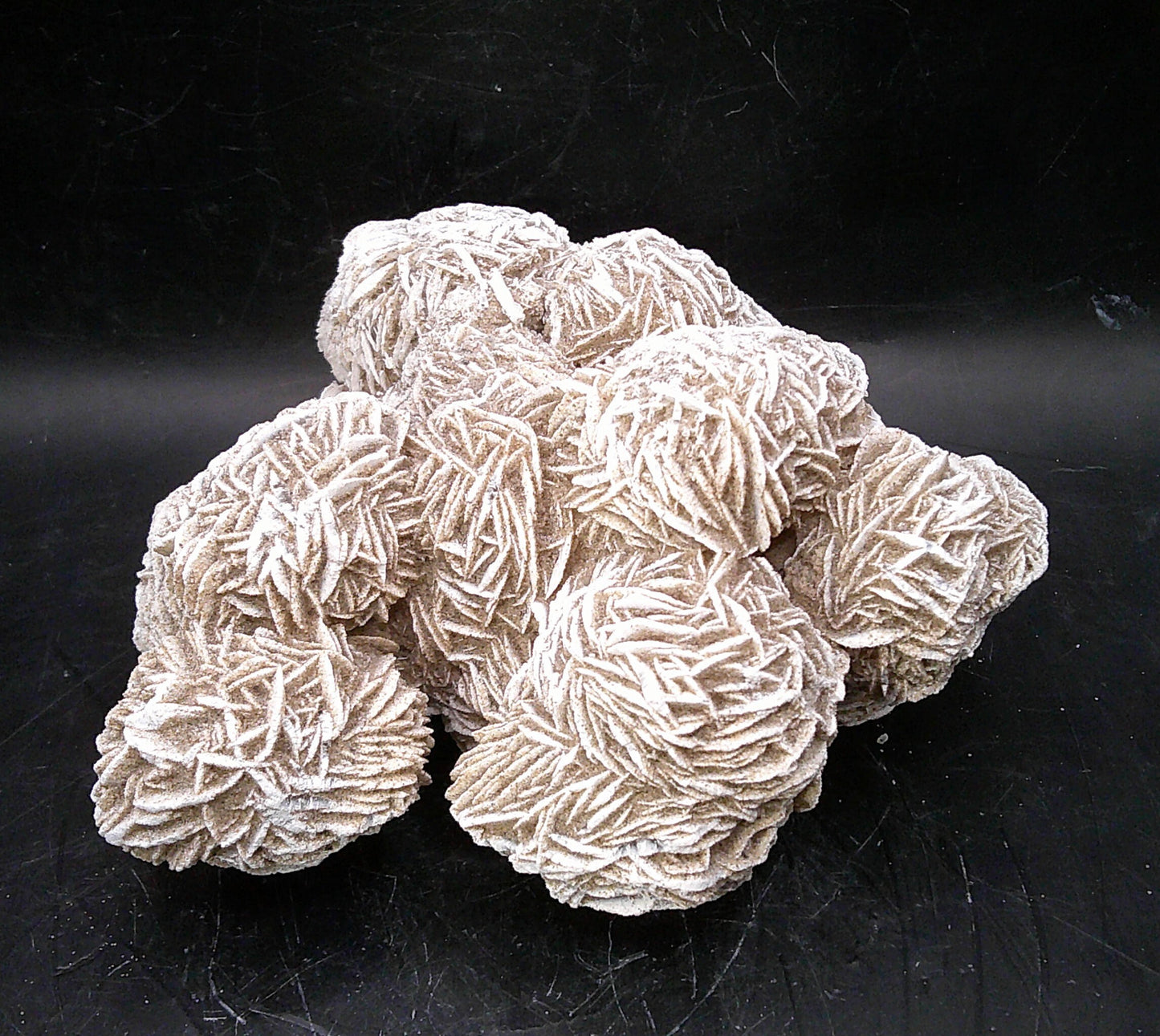 Decorative Desert Rose