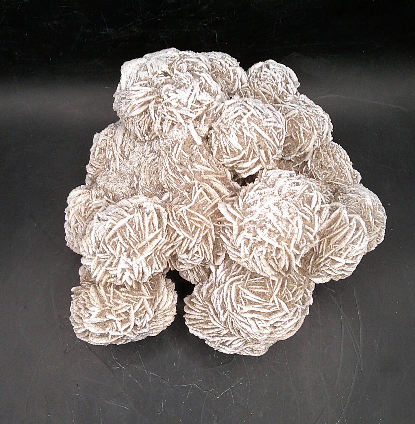 Decorative Desert Rose