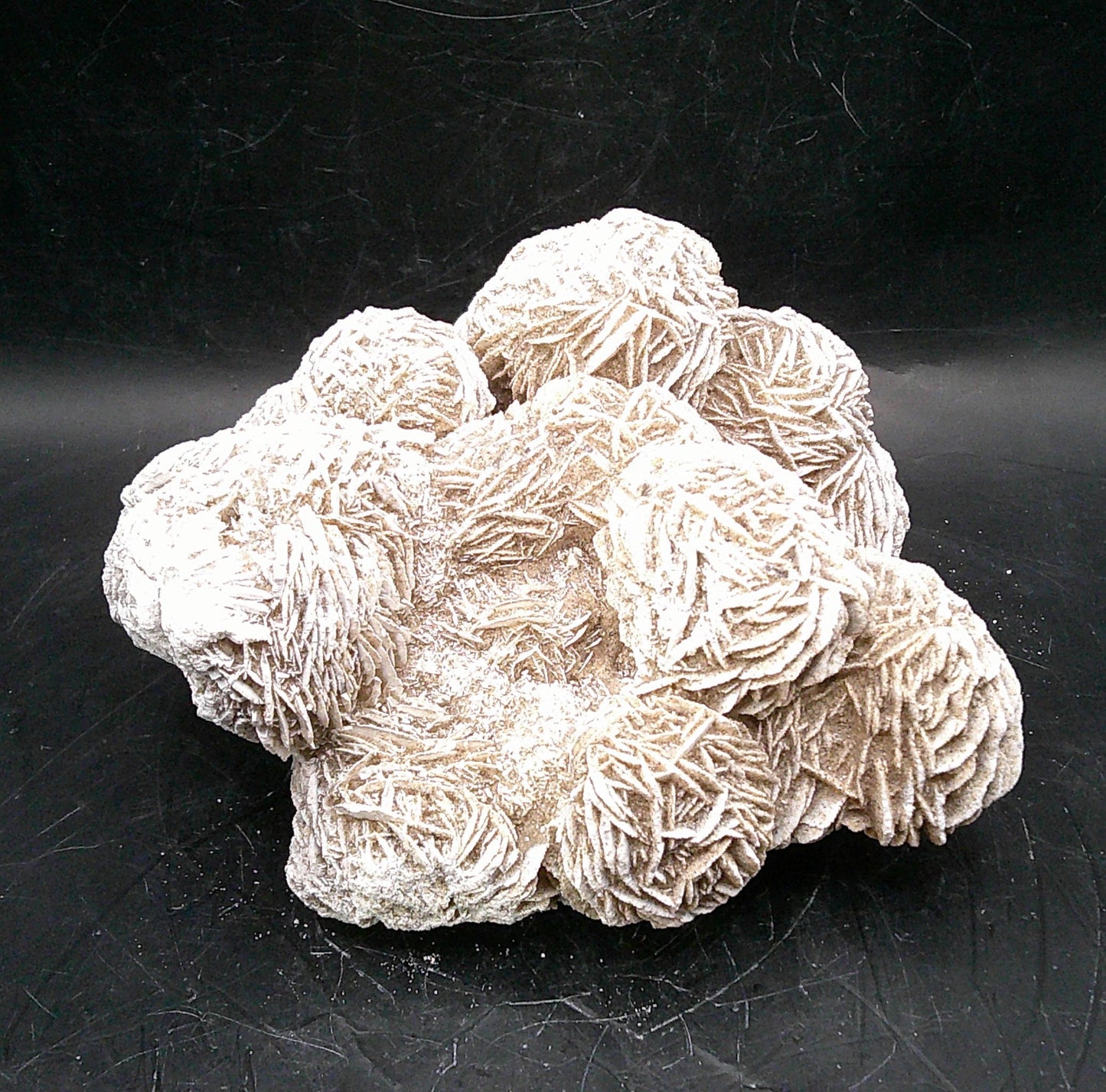 Decorative Desert Rose