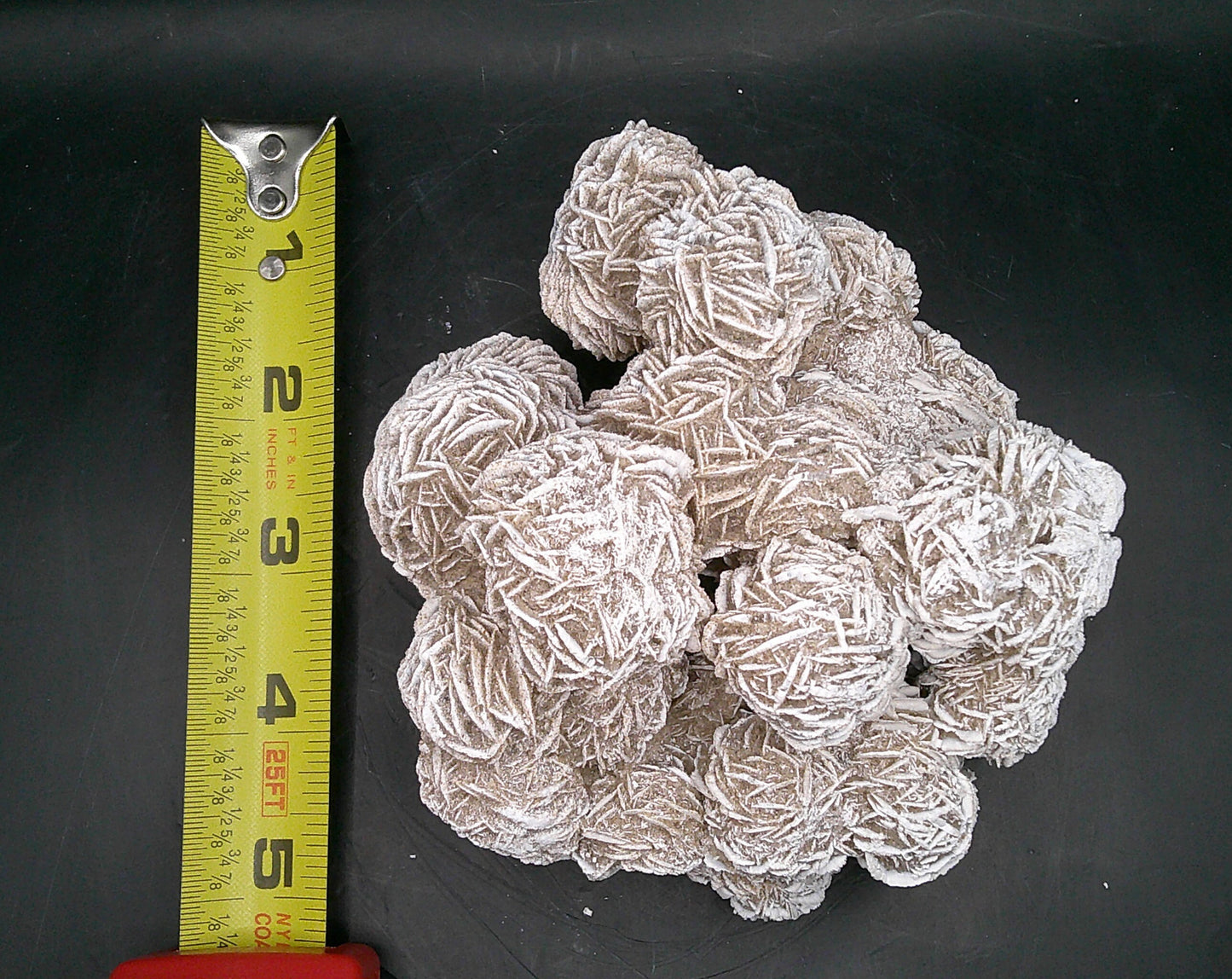 Decorative Desert Rose