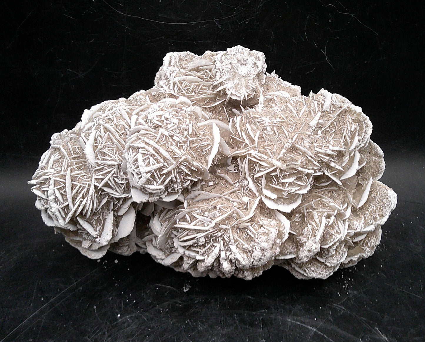 Delightful Desert Rose