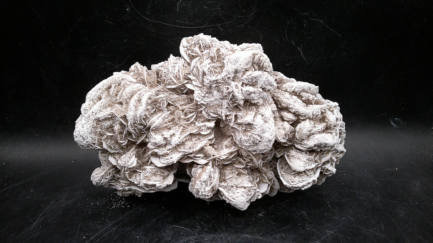 Delightful Desert Rose