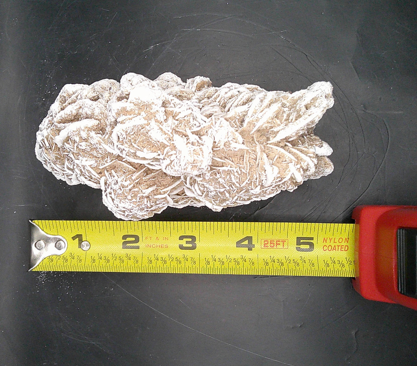 Delightful Desert Rose