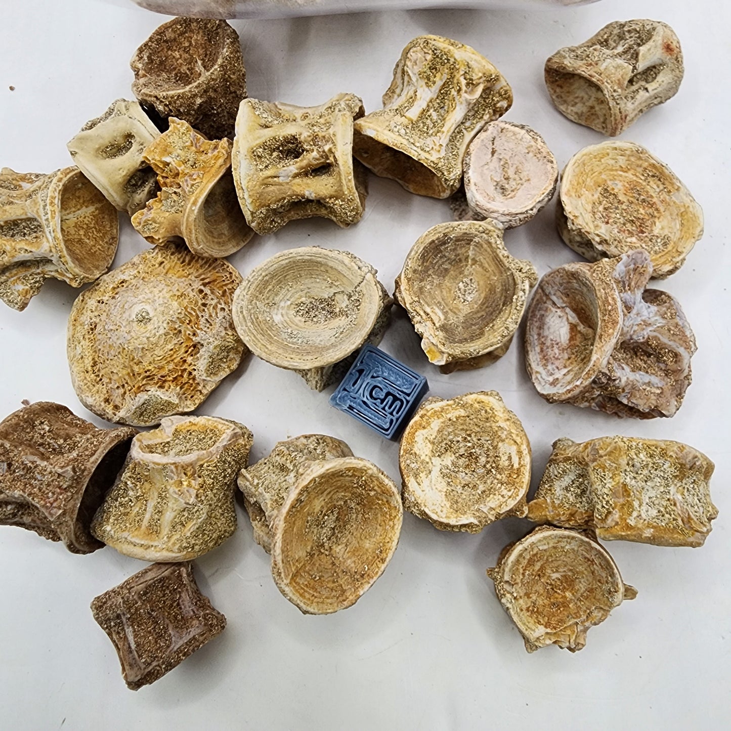 Fun Fossil Fish Vertebrae