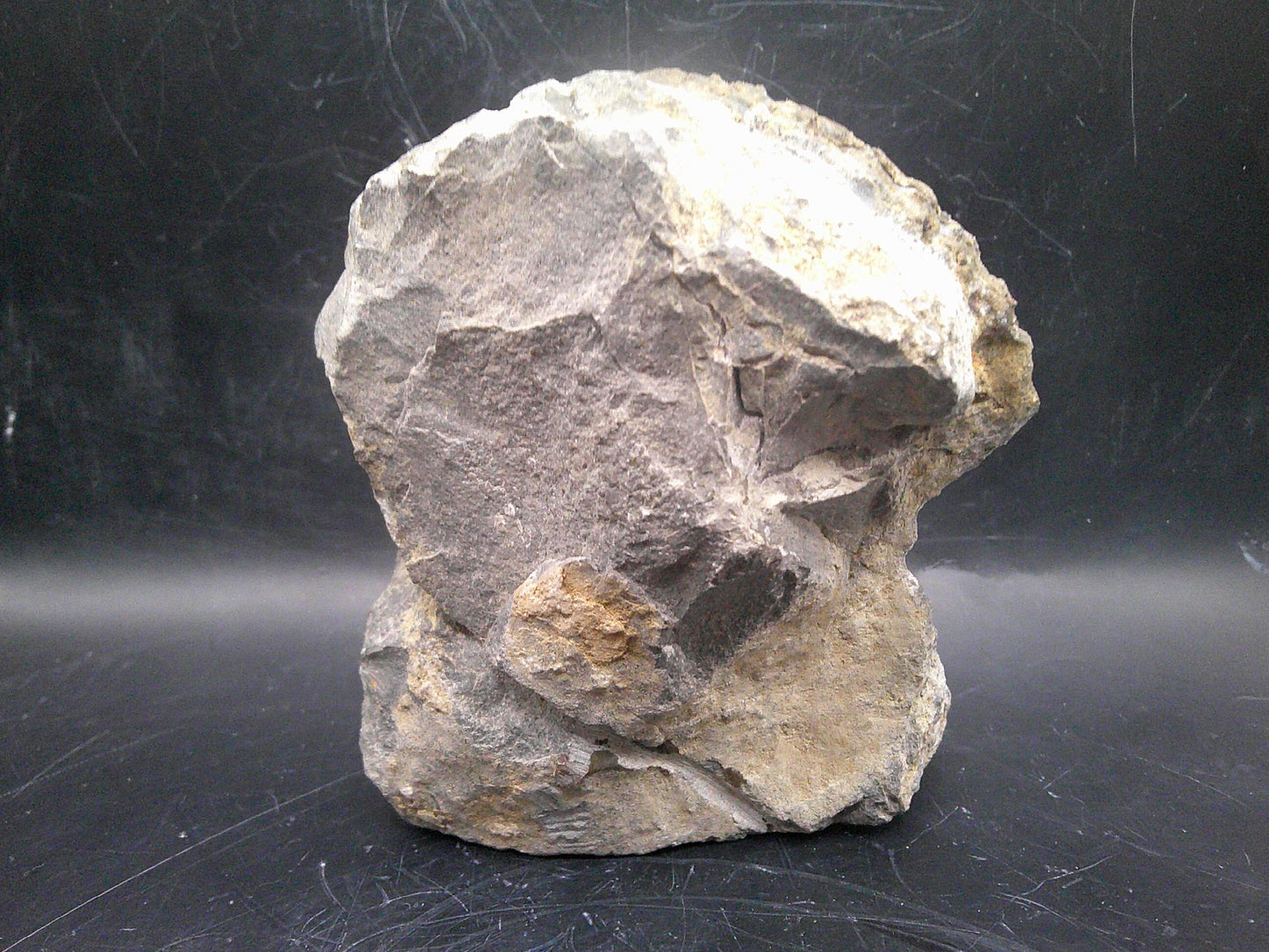Ancient Ammonite