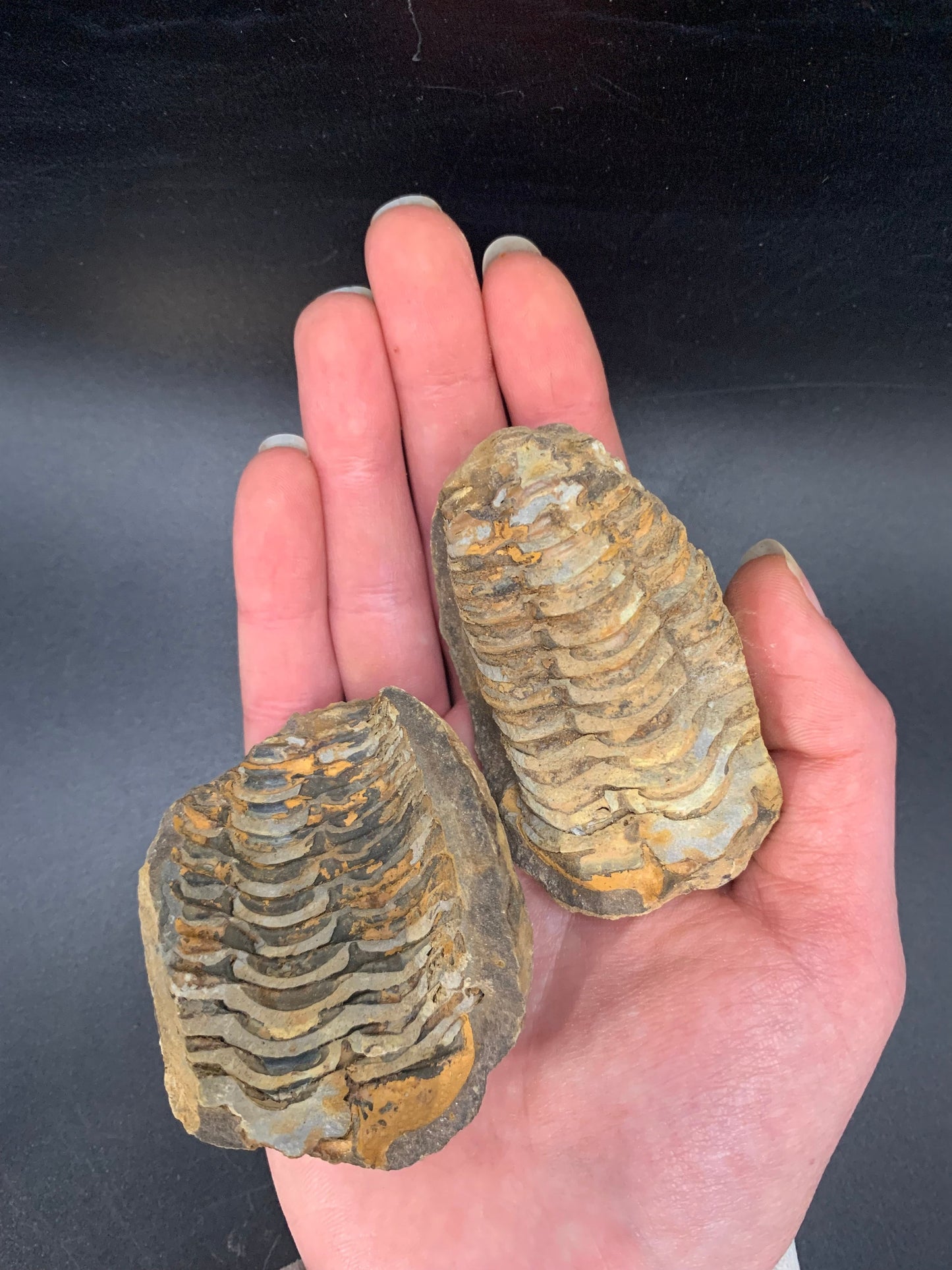 Flexycalymene Trilobite Nodule