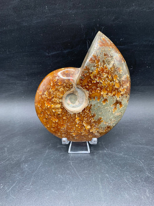 Whole Ammonite Fossil