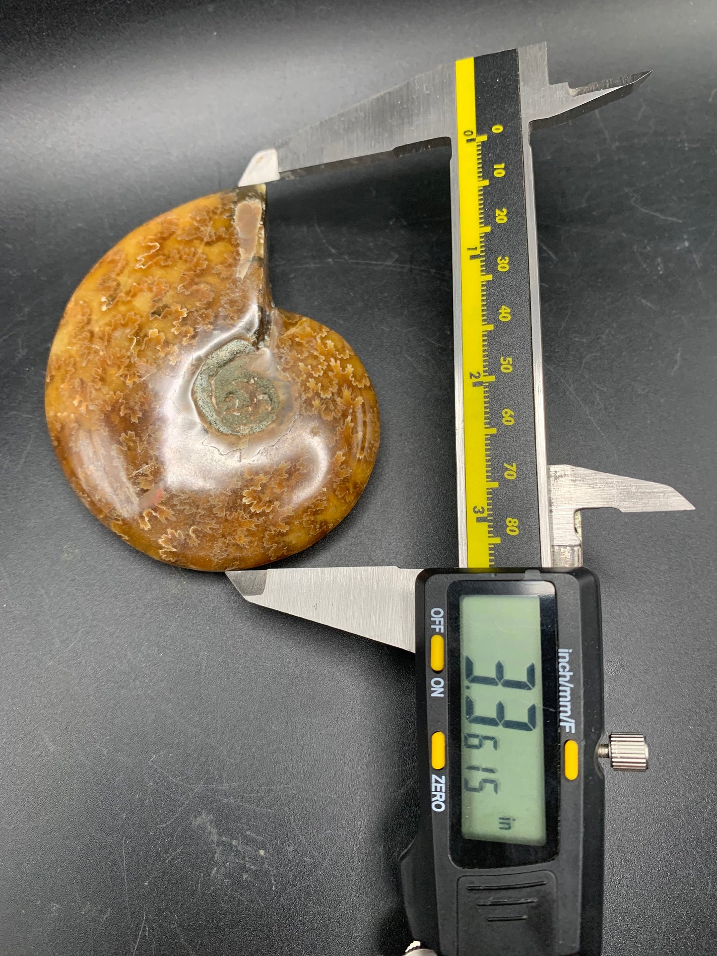 Whole Ammonite Fossil