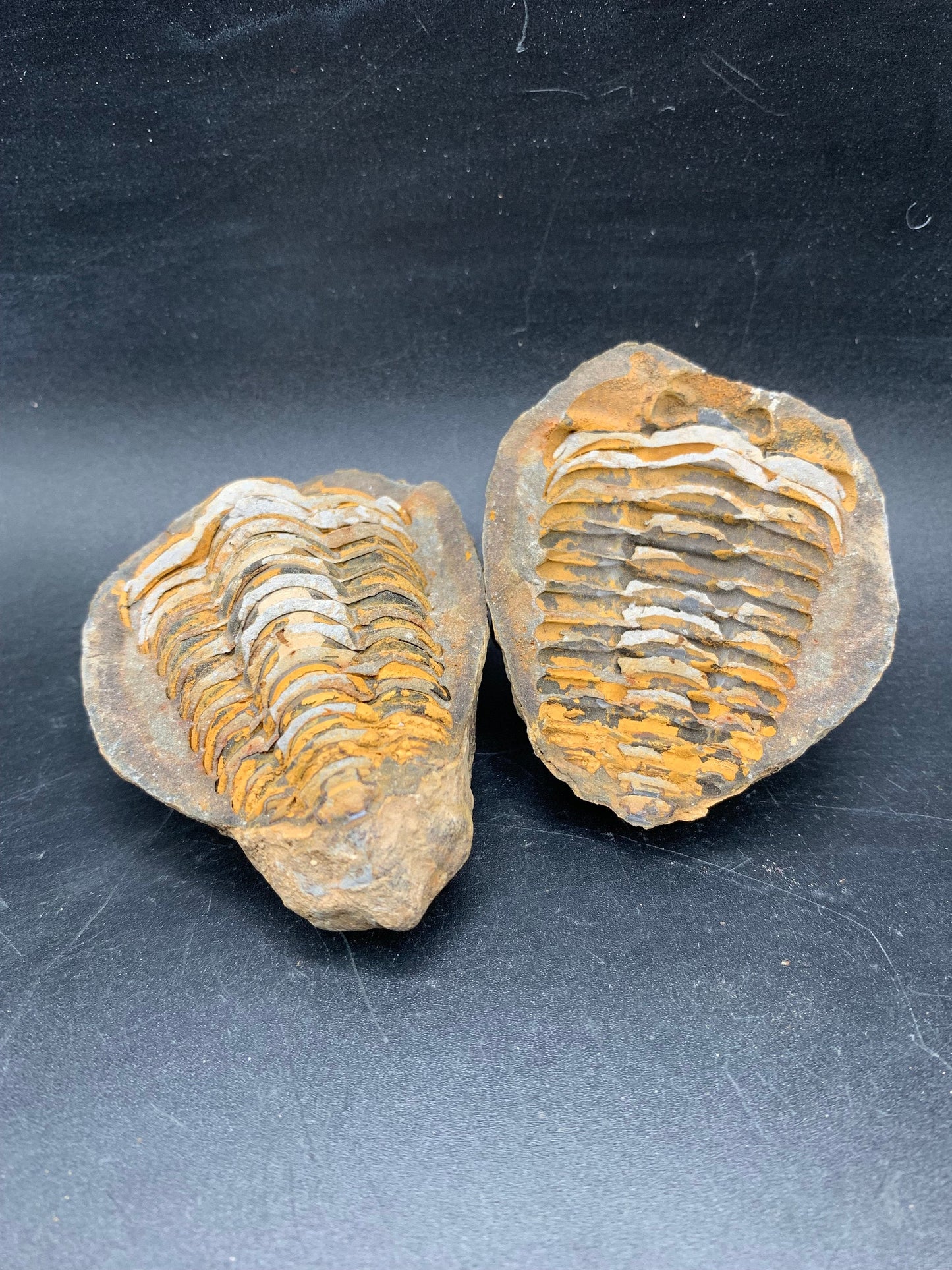Flexicalymene Trilobite Nodule