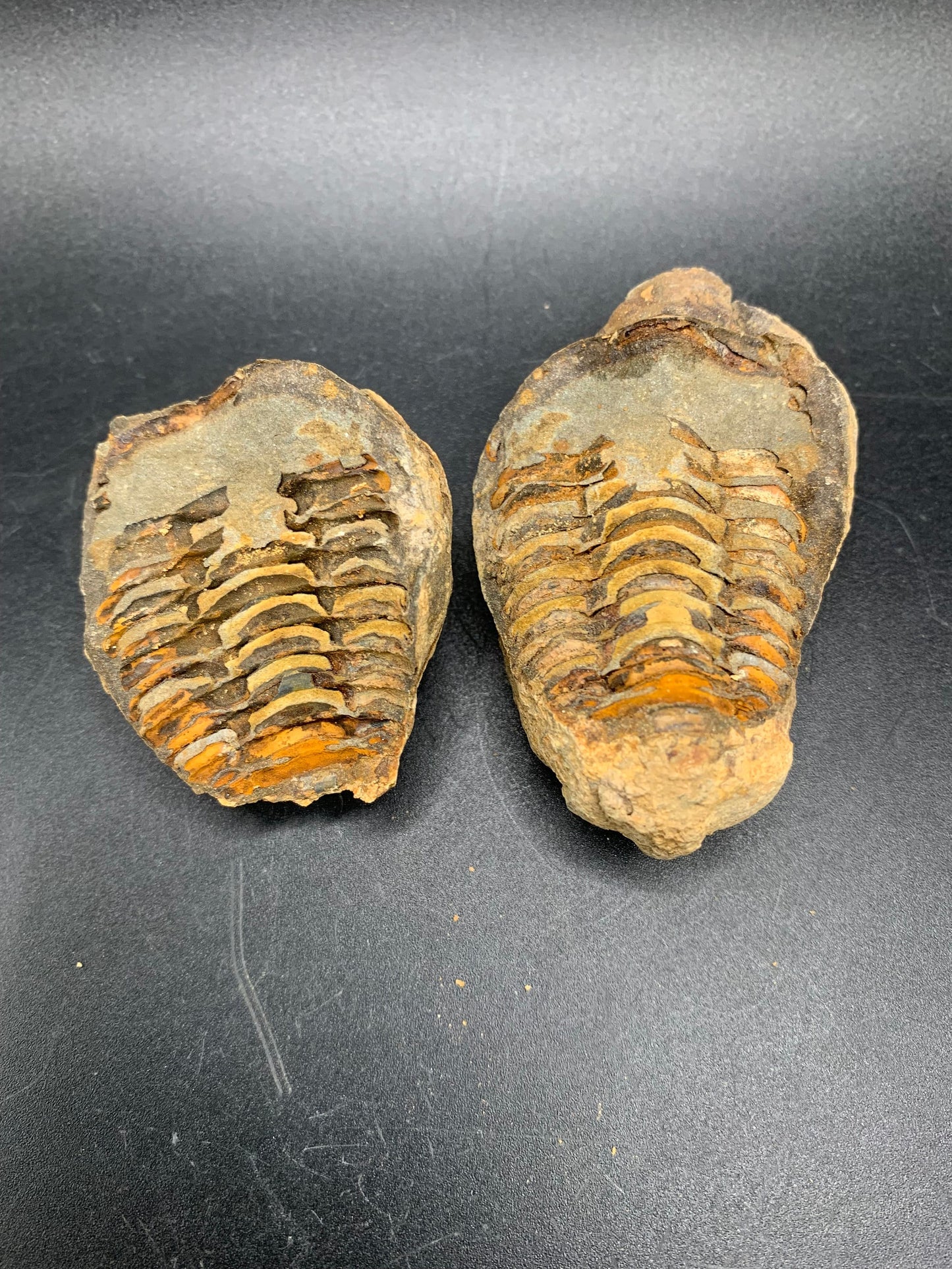 Trilobite Nodule (Flexicalymene)